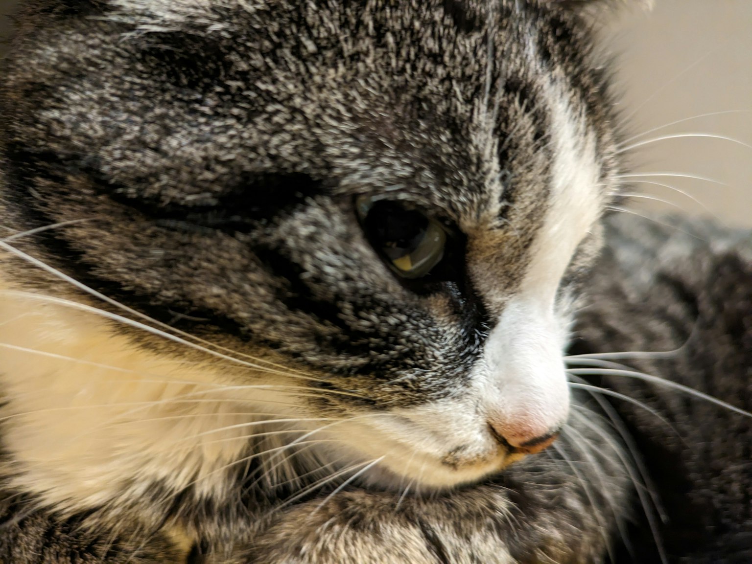 Close-up of a cat's profile with distinctive markings