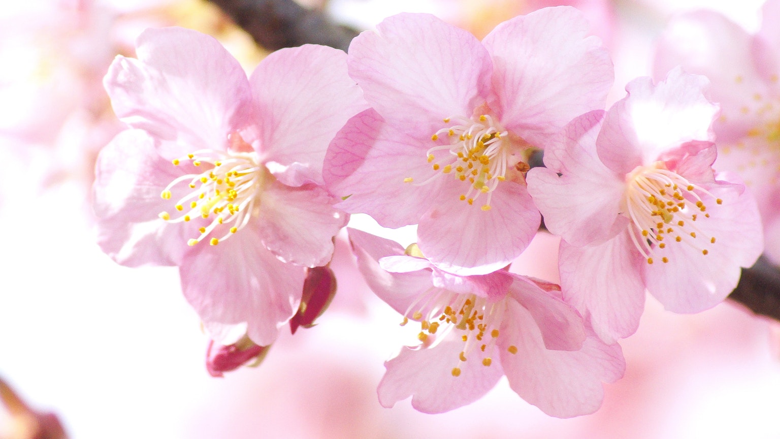 Close-up of cherry blossom petals in bloom