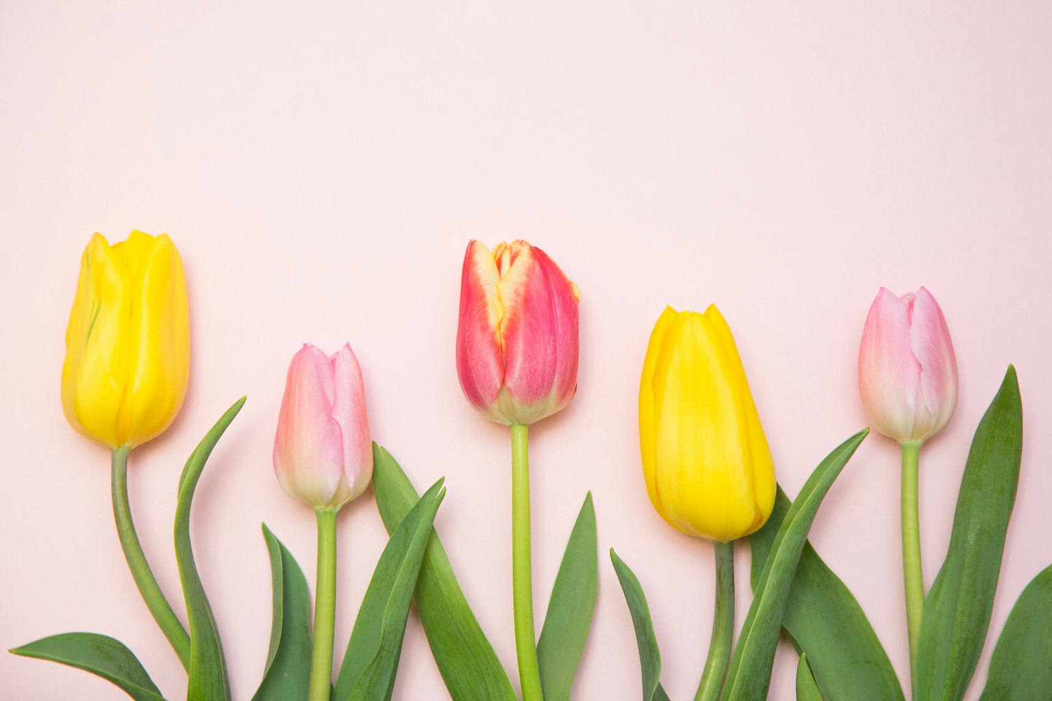 Bunte Tulpen auf einem rosa Hintergrund angeordnet