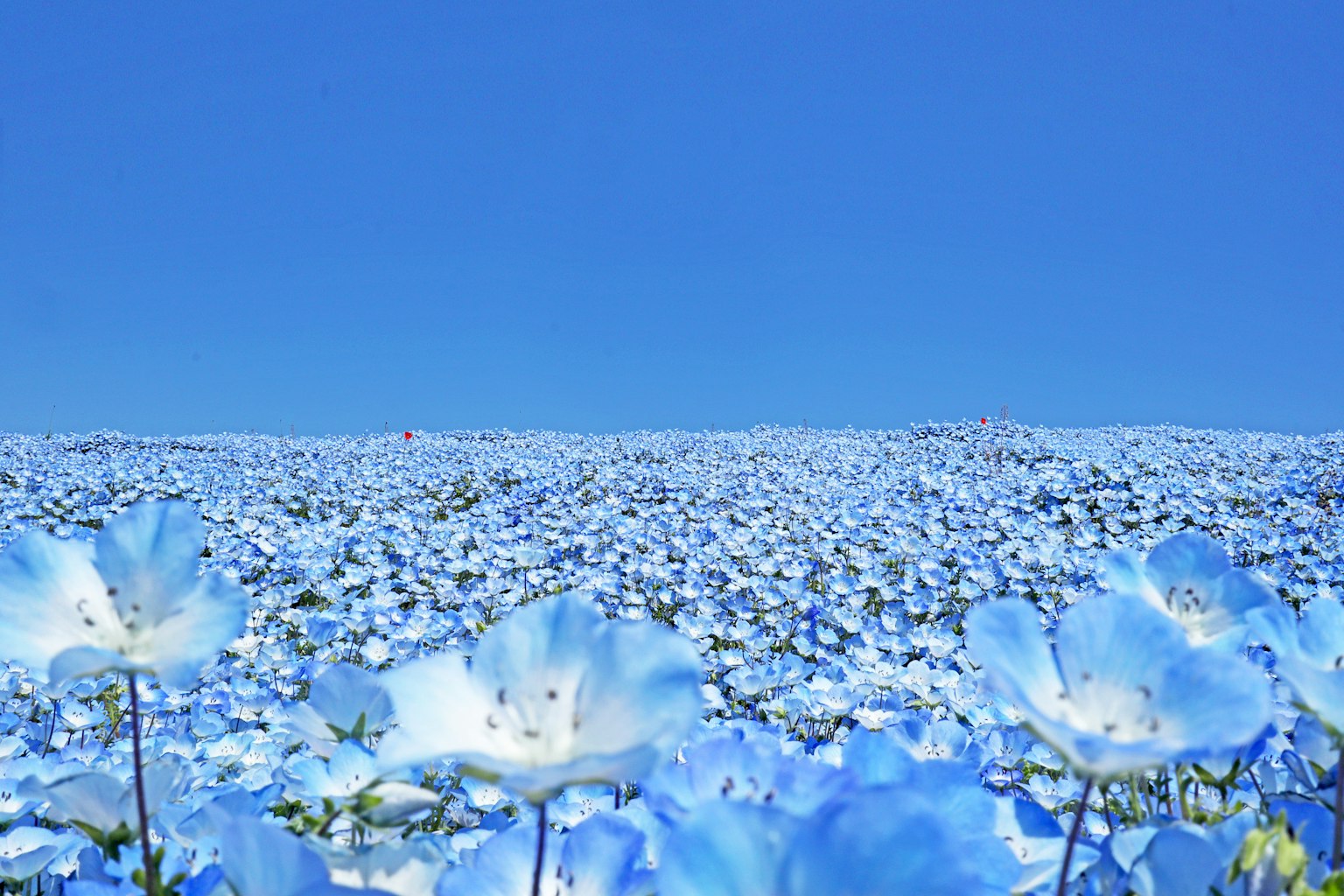Vast landscape filled with blooming blue flowers under a clear blue sky