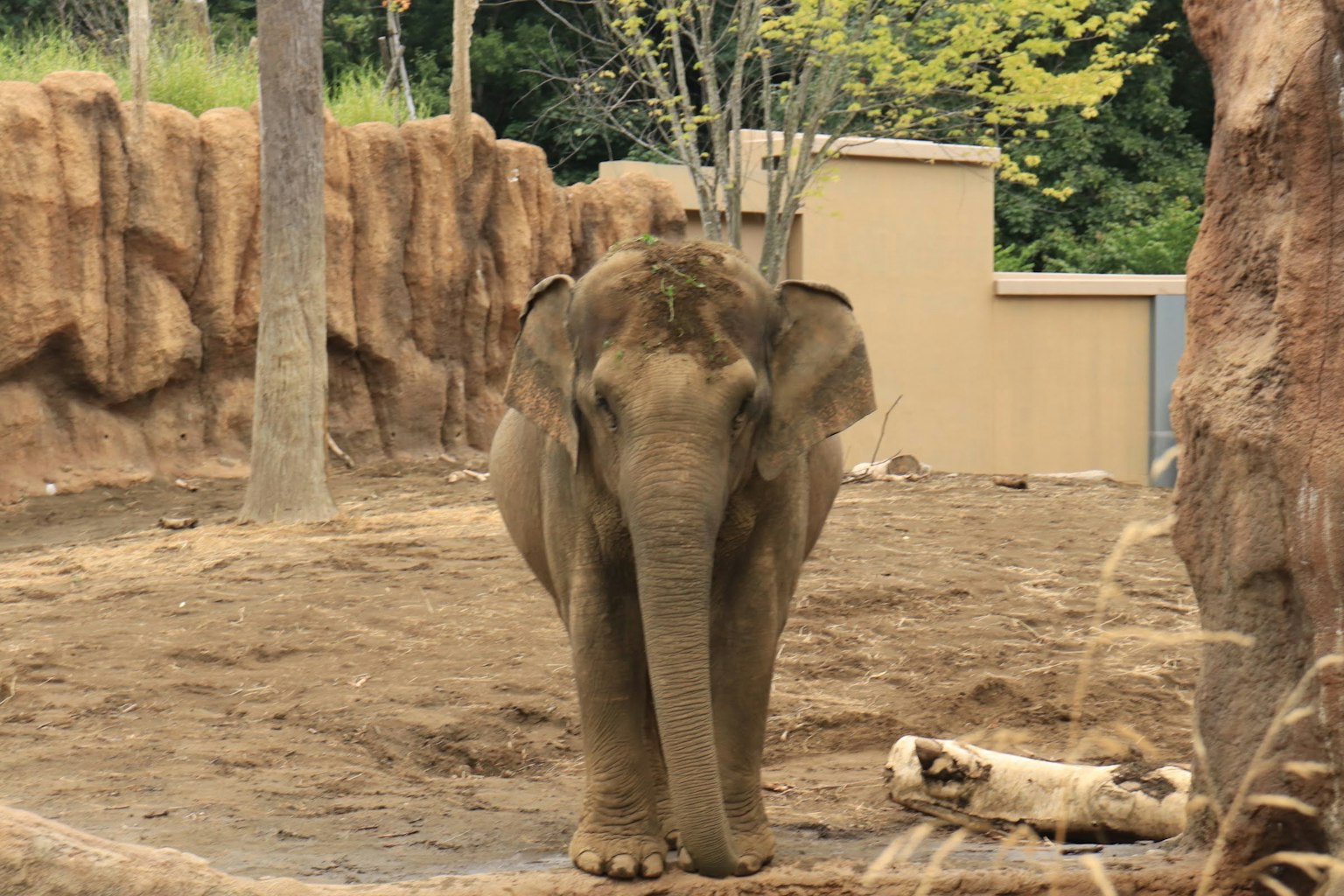 Éléphant asiatique debout dans un enclos de zoo