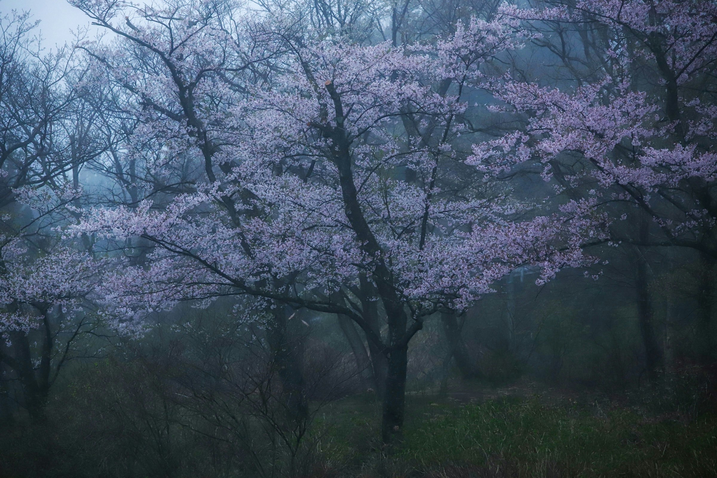 霧の中で咲く桜の並木と枝ぶり