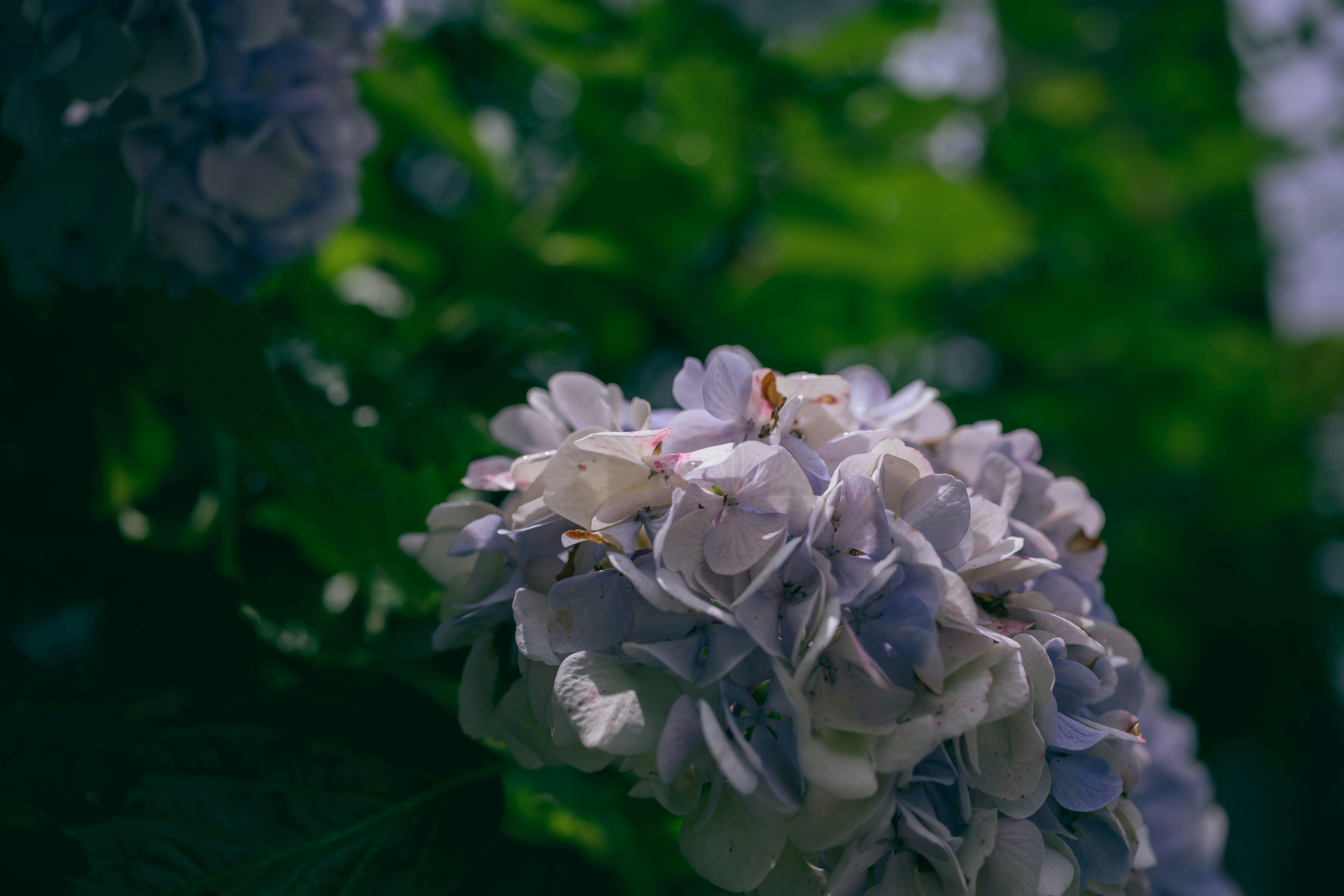 紫陽花の花束のように咲くアジサイのクローズアップ