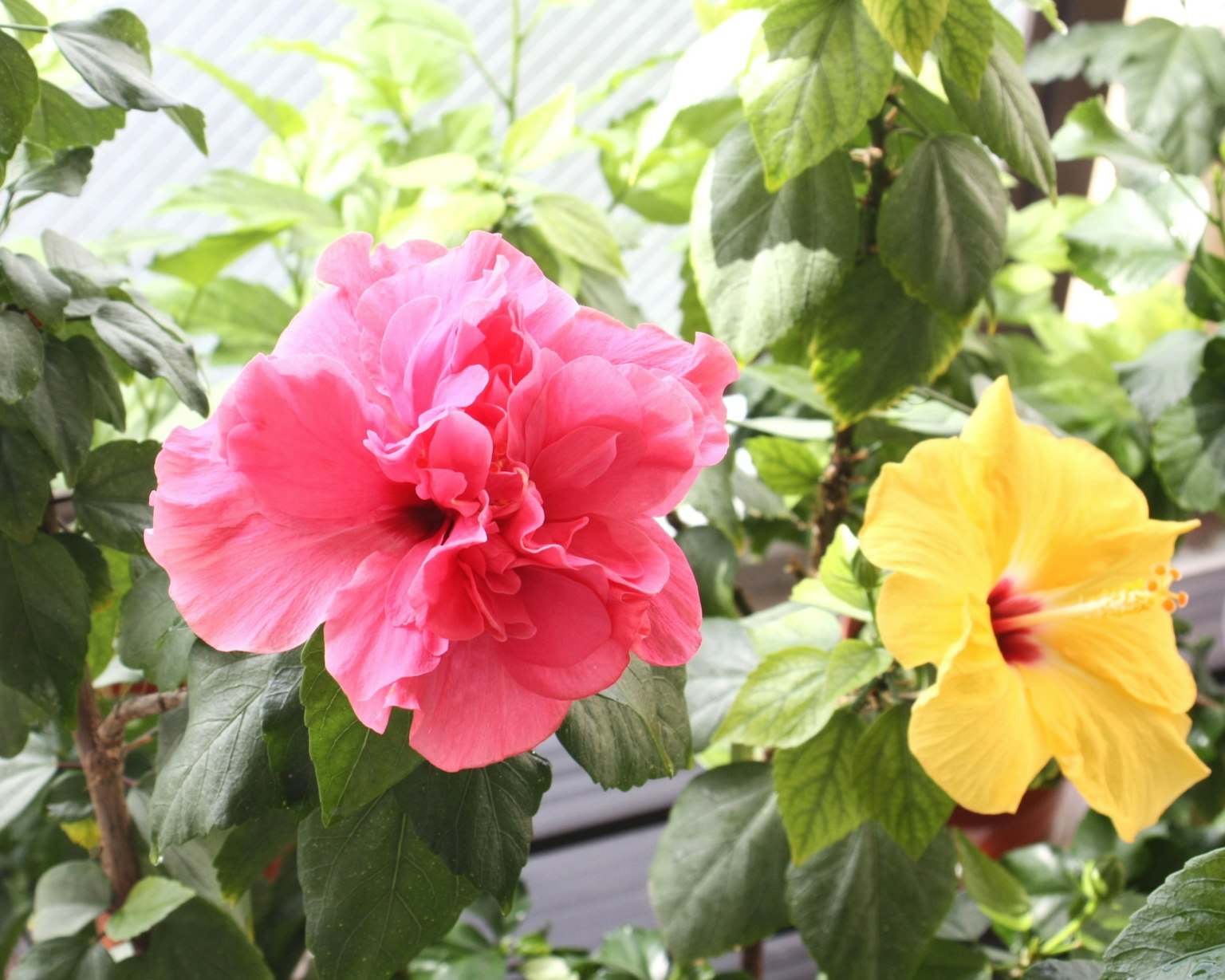 Rosa und gelbe Hibiskusblüten umgeben von grünen Blättern