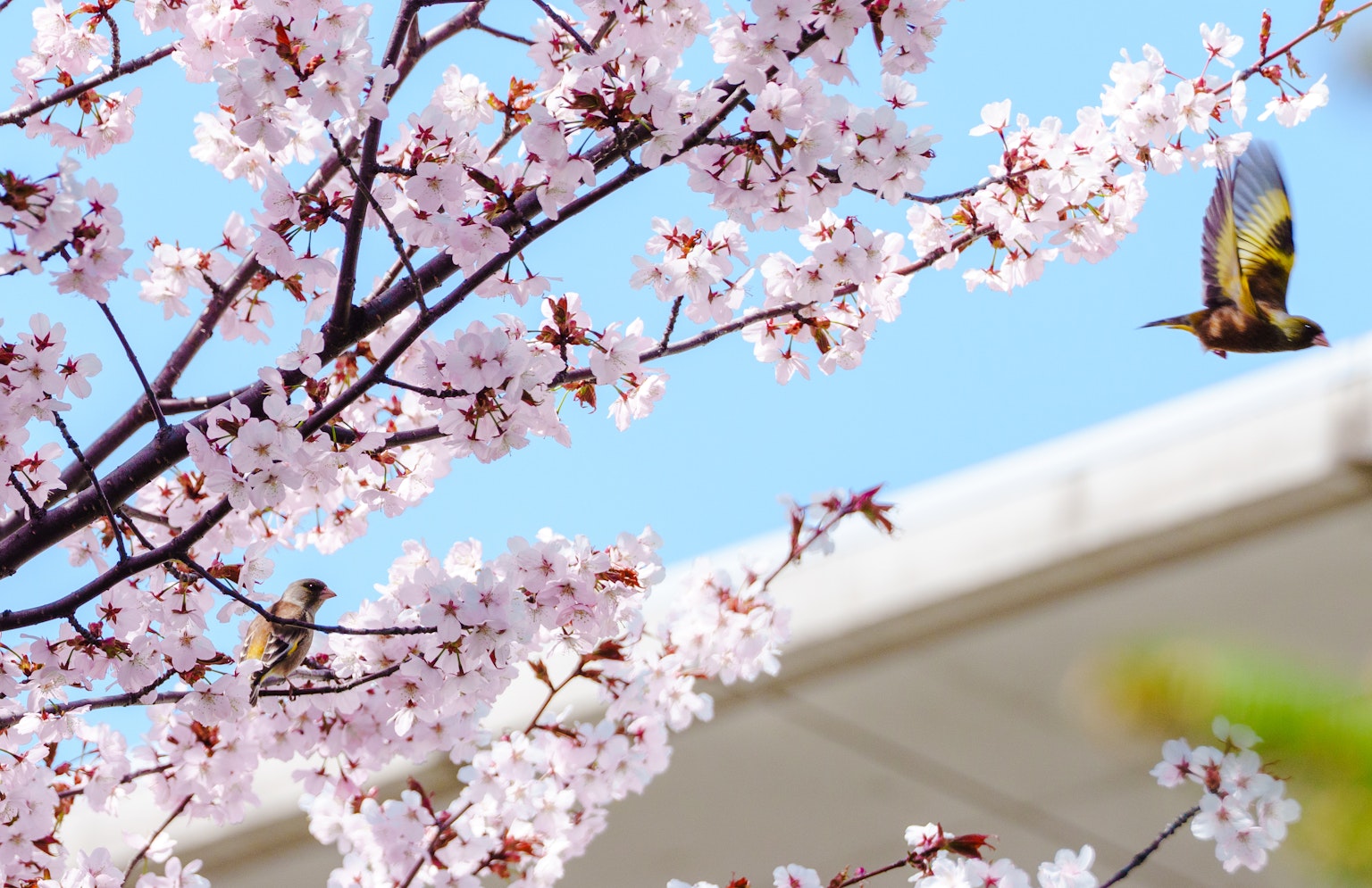 Aves entre flores de cerezo con un fondo de cielo azul