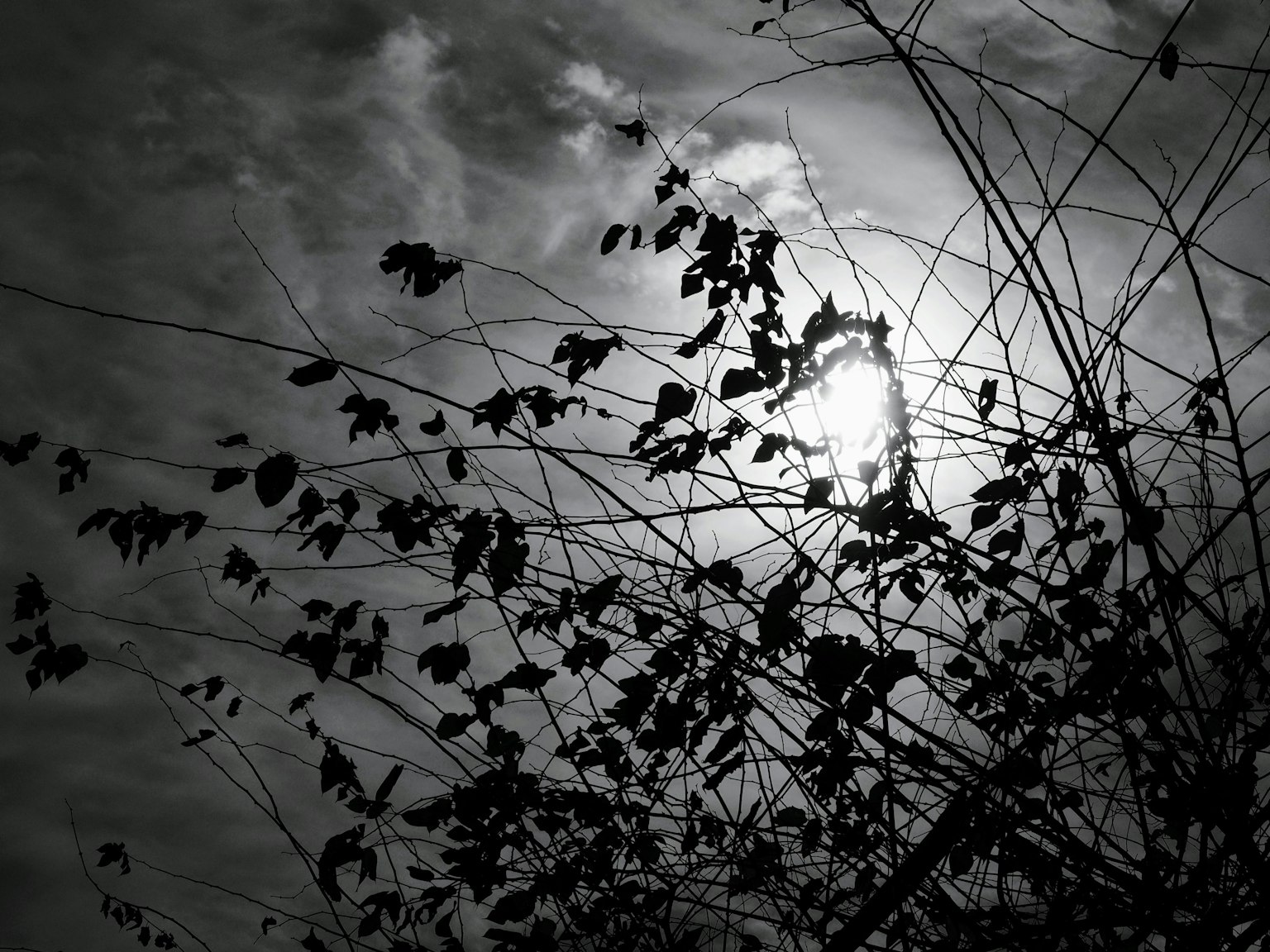 Silhouette of leaves against the sun in a monochrome landscape