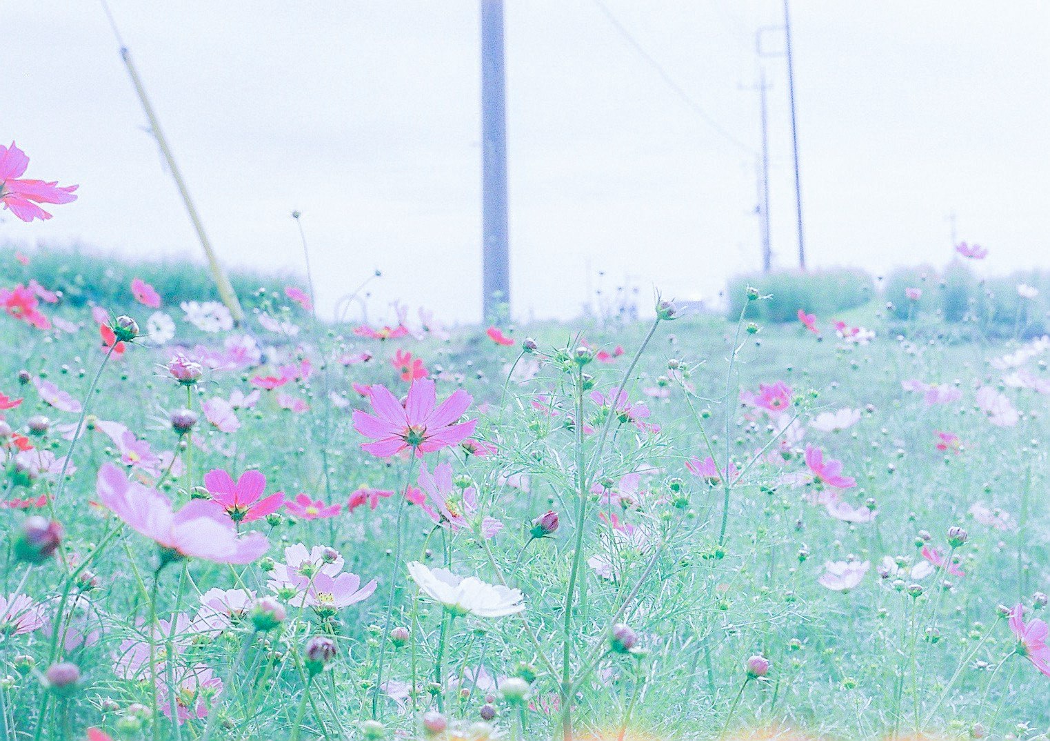 風に揺れるピンクの花畑と淡い空の光のある風景