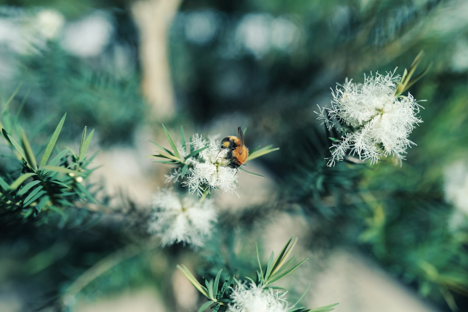 Primo piano di un'ape su fiori bianchi di un conifero verde