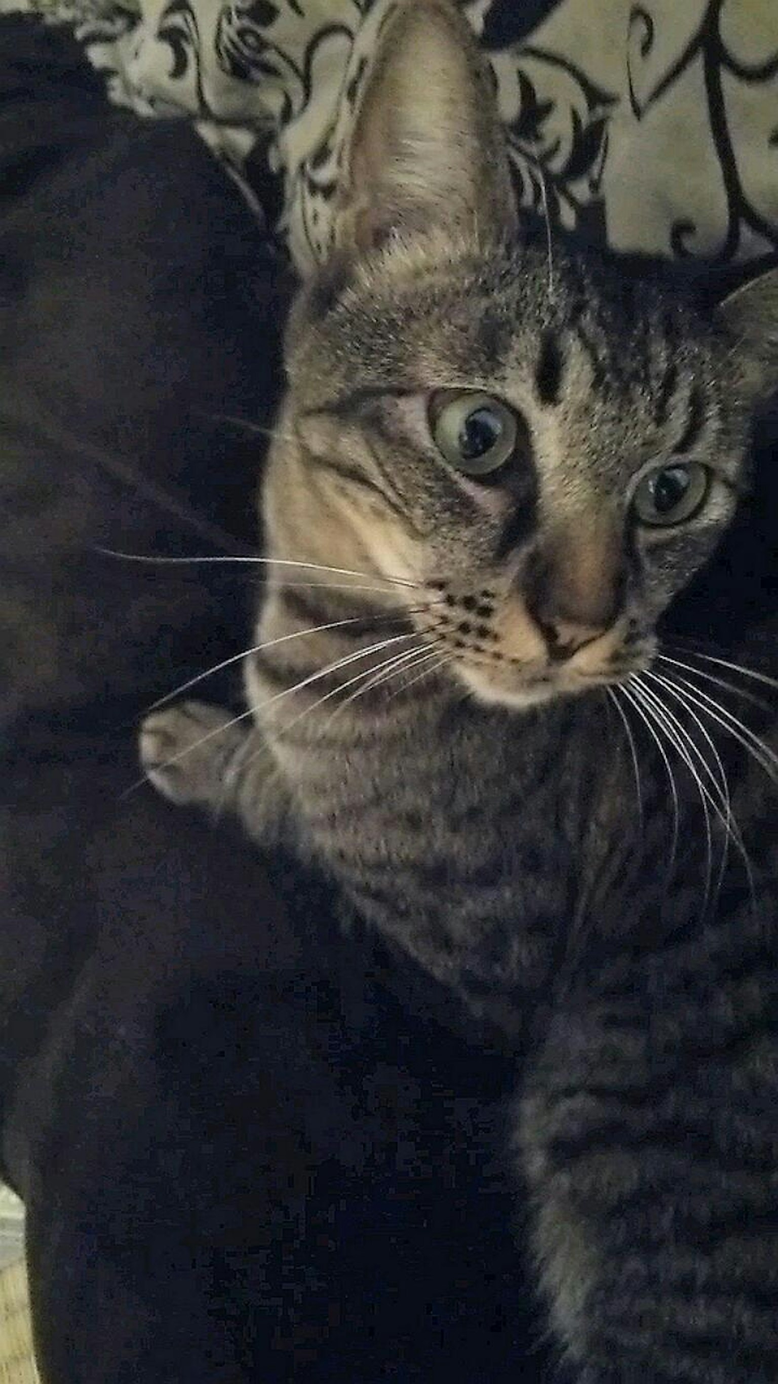 Gato gris con rayas descansando sobre un cojín negro