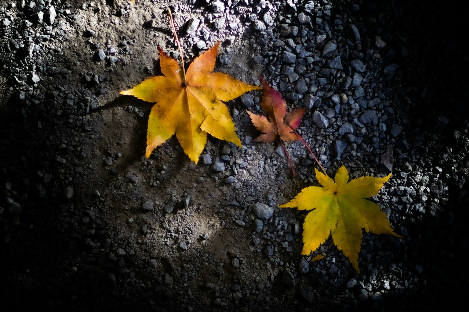暗い背景に落ちた黄色と赤のカエデの葉