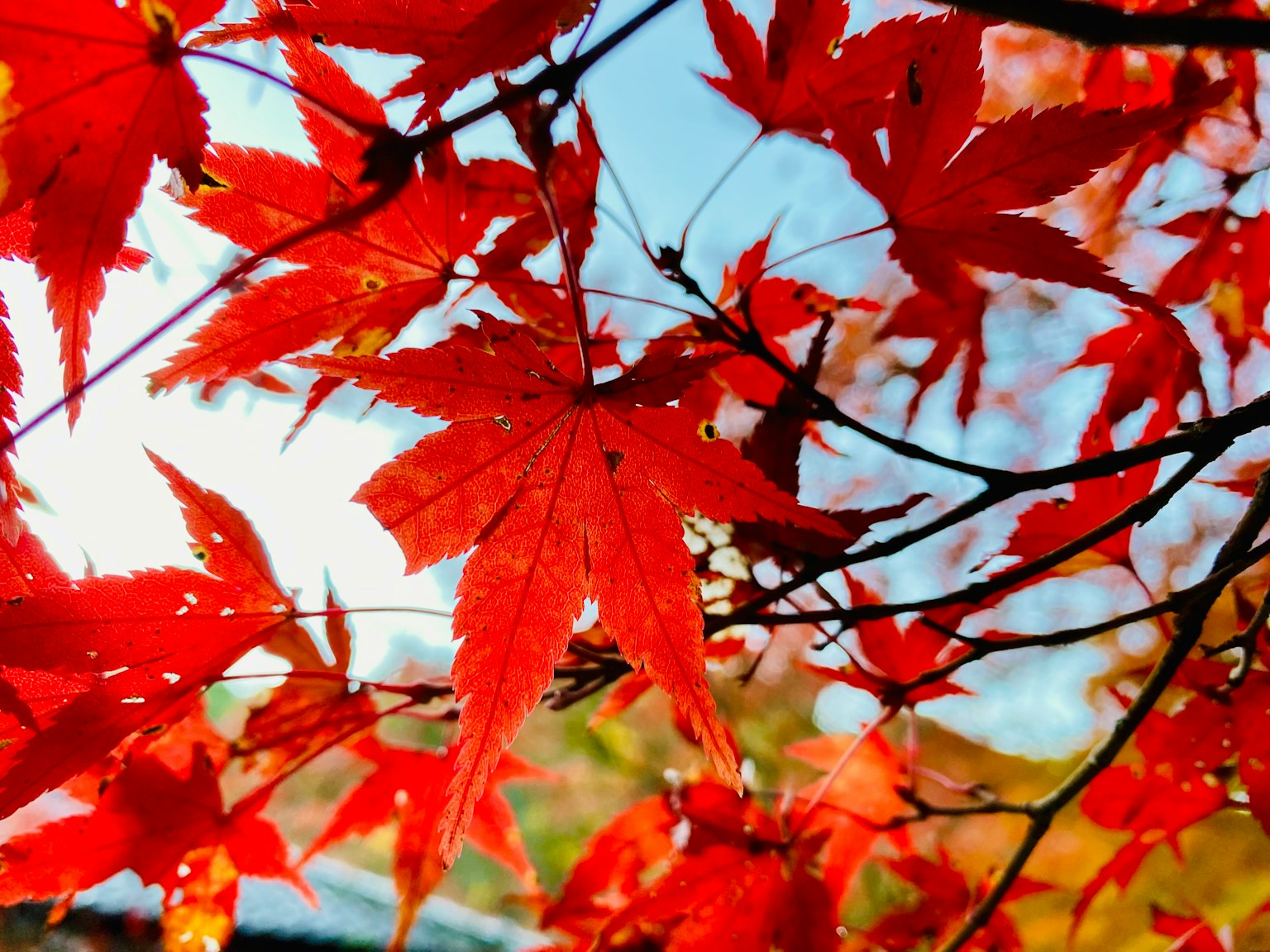 Lebendige rote Ahornblätter leuchten unter einem blauen Himmel