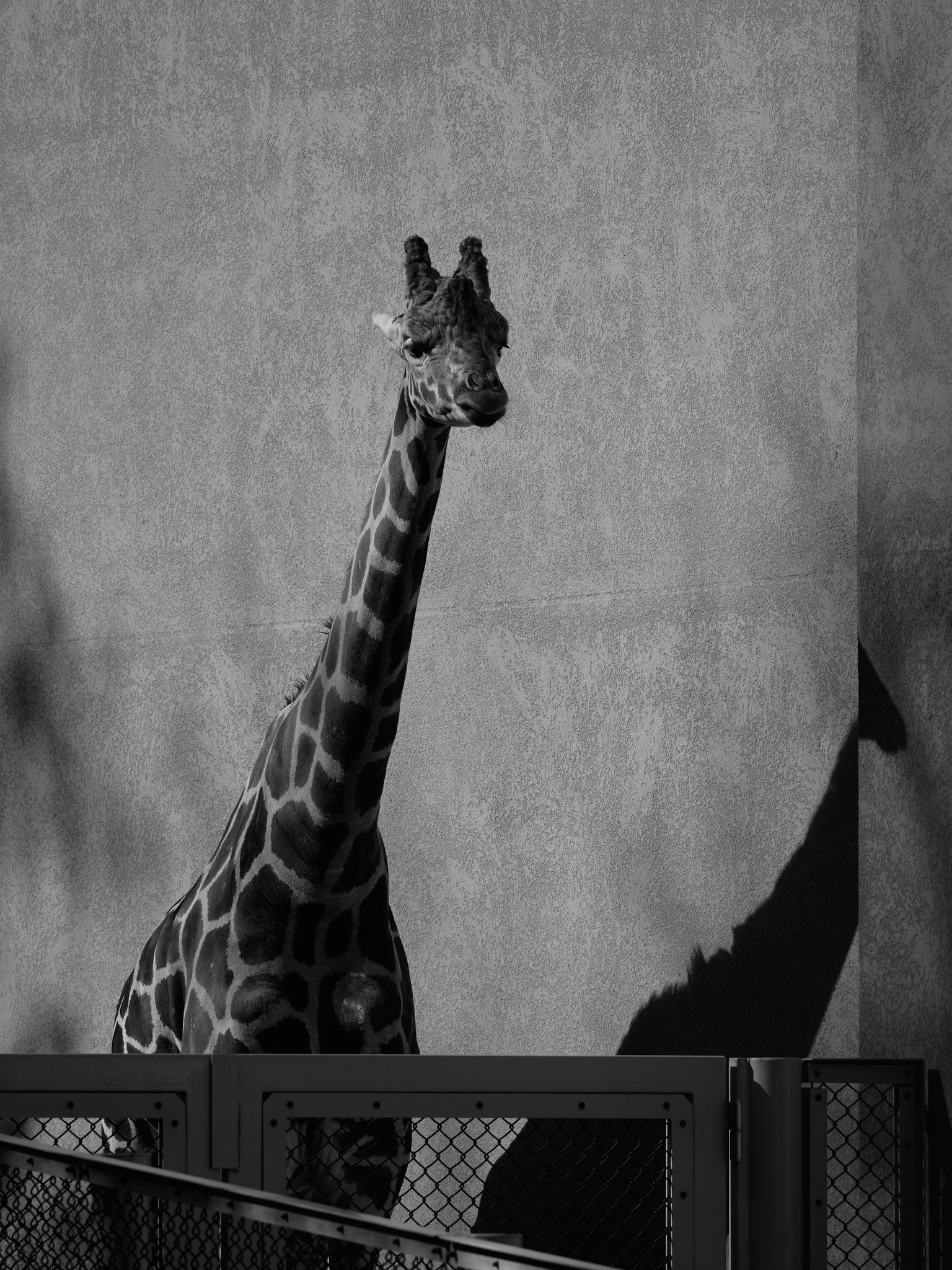 黒と白の背景に立つキリンの姿と影