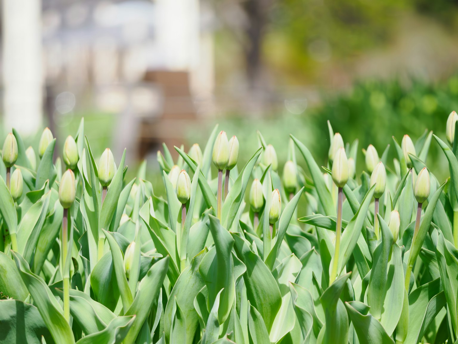 Scena di giardino con tulipani in bocciolo circondati da foglie verdi