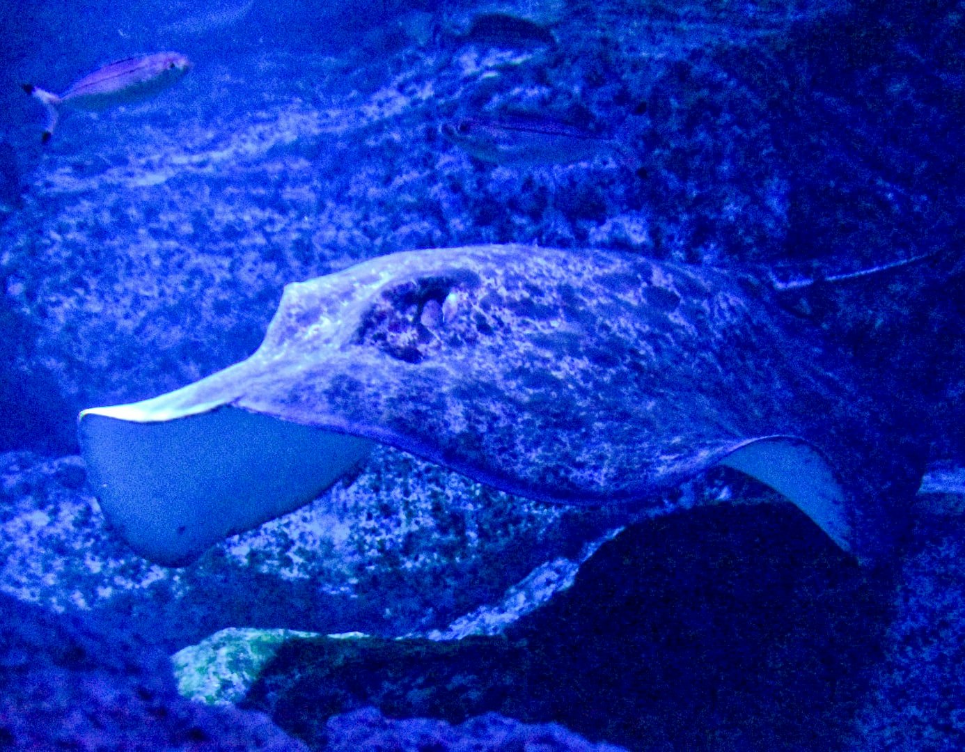 青い海中を泳ぐクジラのような大型魚