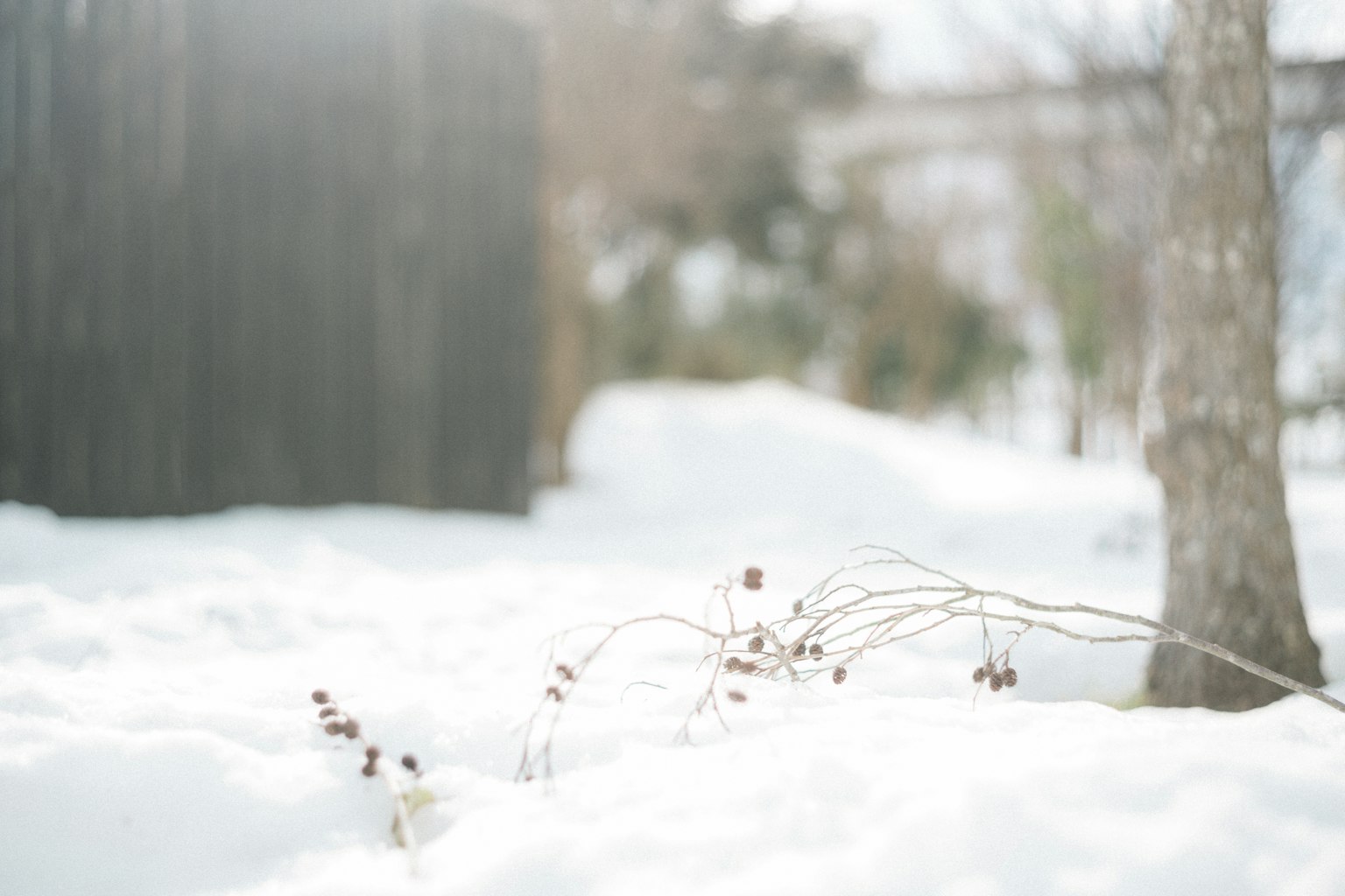 雪覆蓋的風景中有小樹枝在雪中可見
