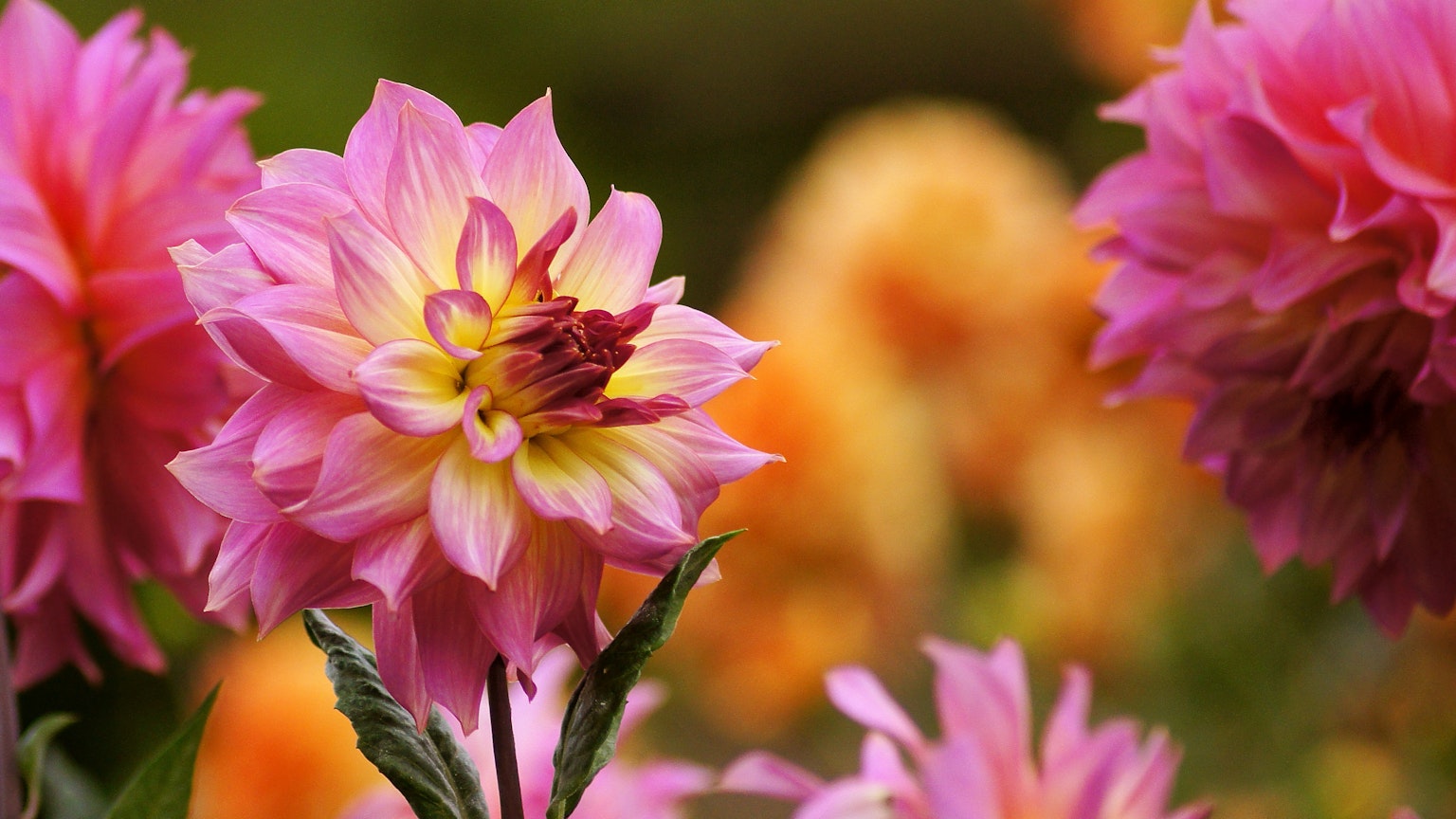 Hermosas flores de dalia rosa en flor con flores naranjas difusas al fondo