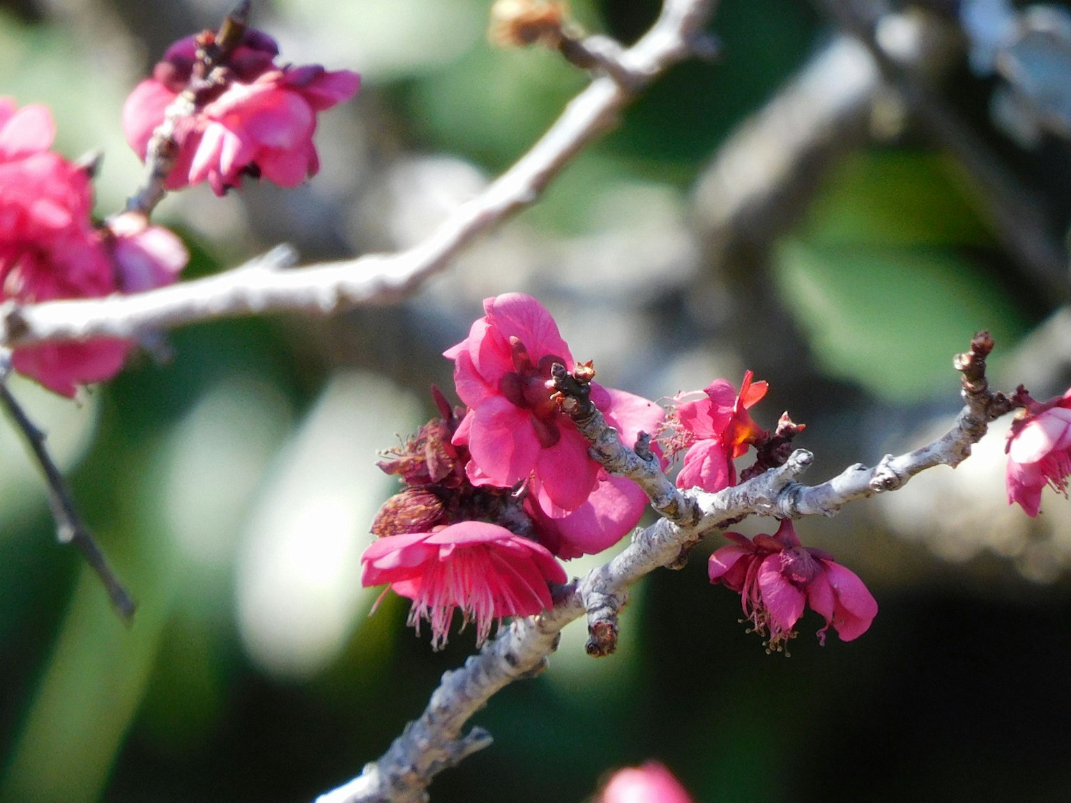 Fleurs roses vives en fleurs sur une branche