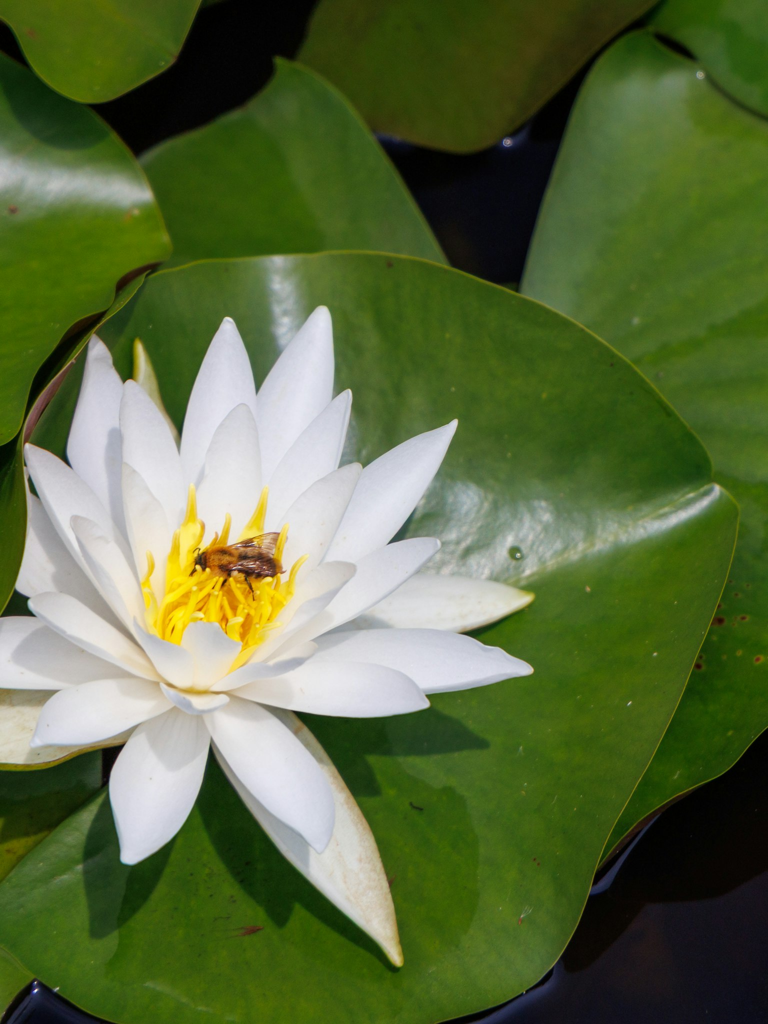 A white water lily flower with yellow center surrounded by green leaves on the water surface