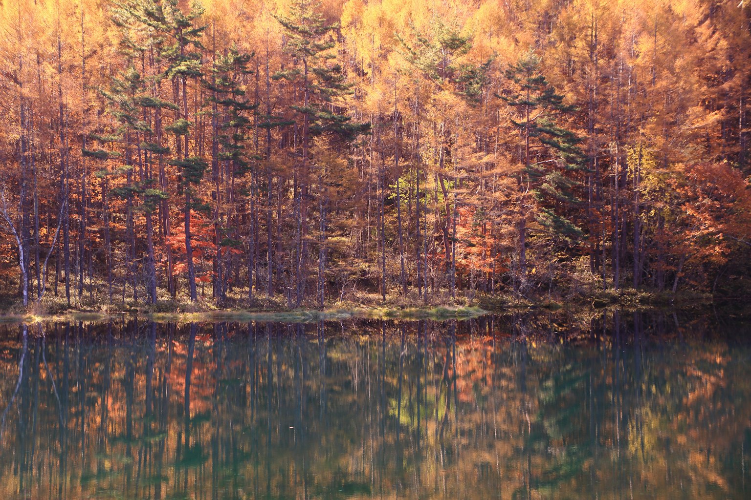 美丽的秋季风景，多彩的树木倒映在水面上