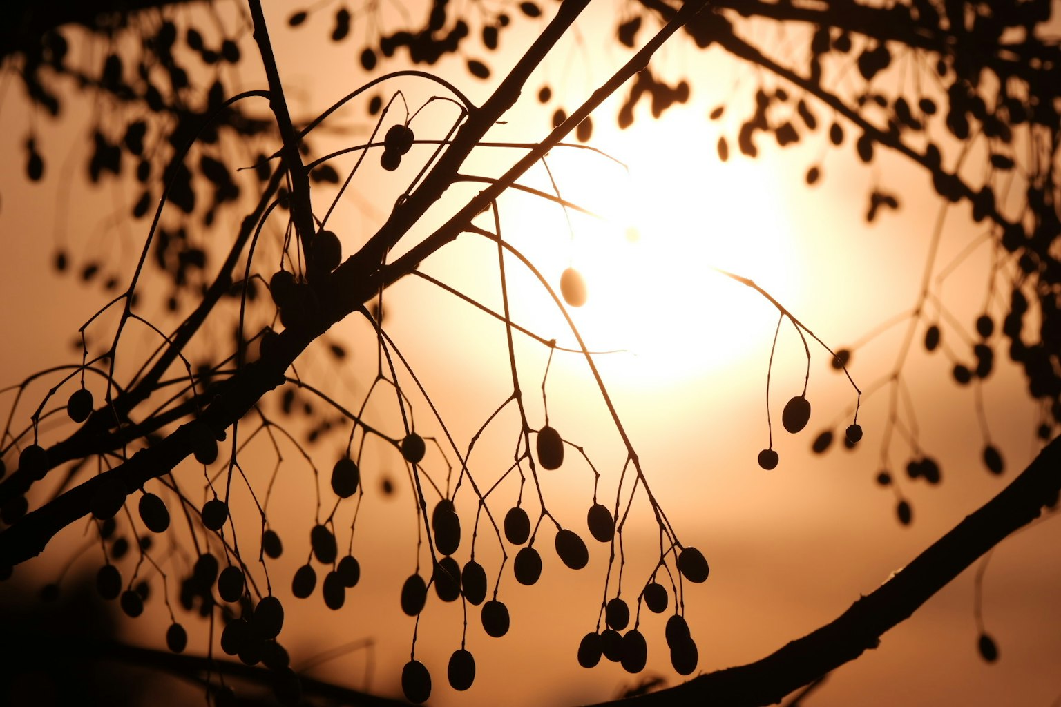 Silhouette de branches fines et de fruits contre un coucher de soleil