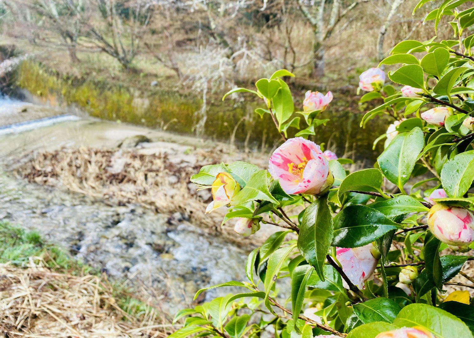 Fiori di camelia che fioriscono vicino a un fiume con un paesaggio naturale