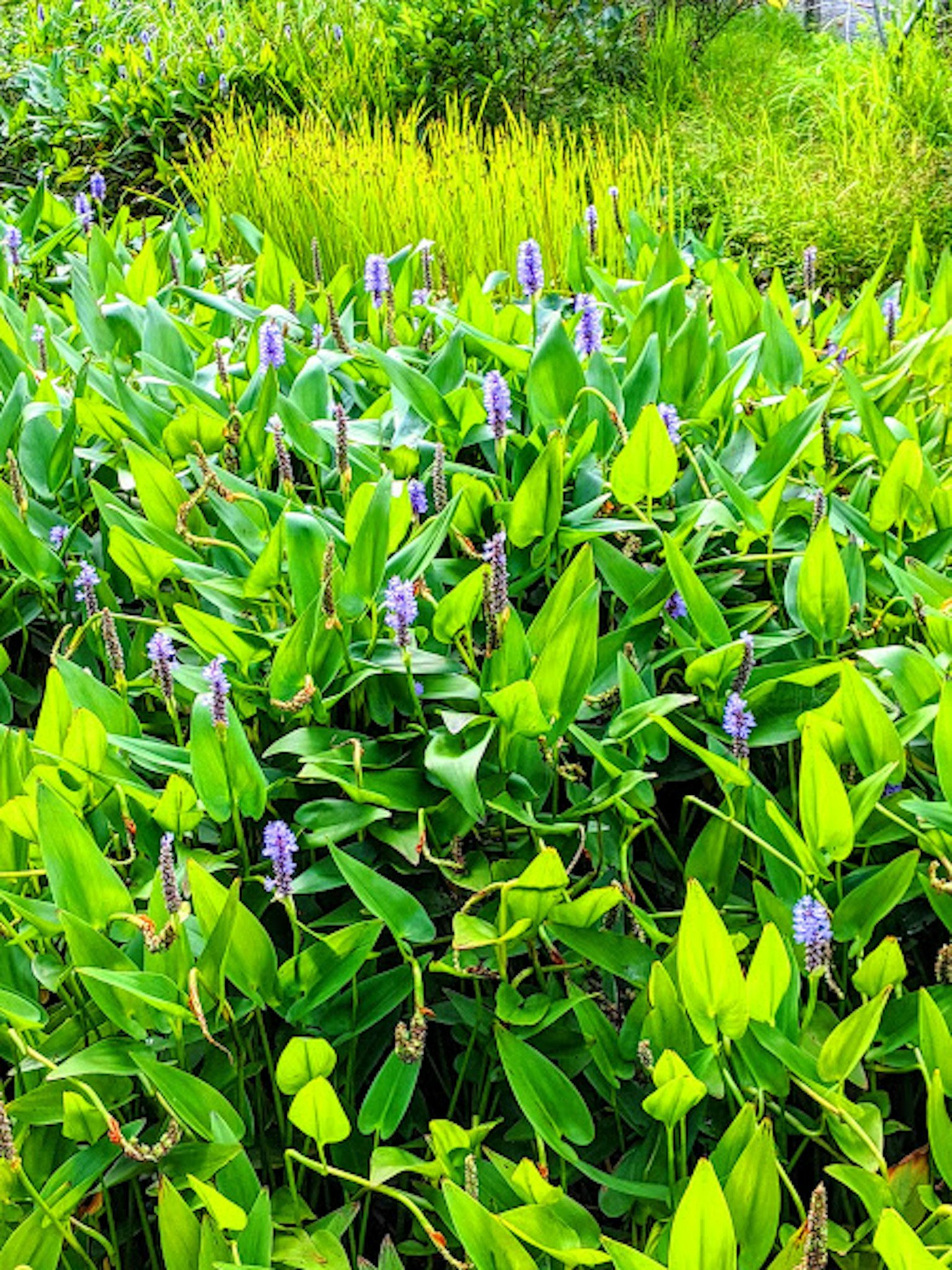 Feuillage vert luxuriant avec des grappes de fleurs violettes dans un environnement naturel
