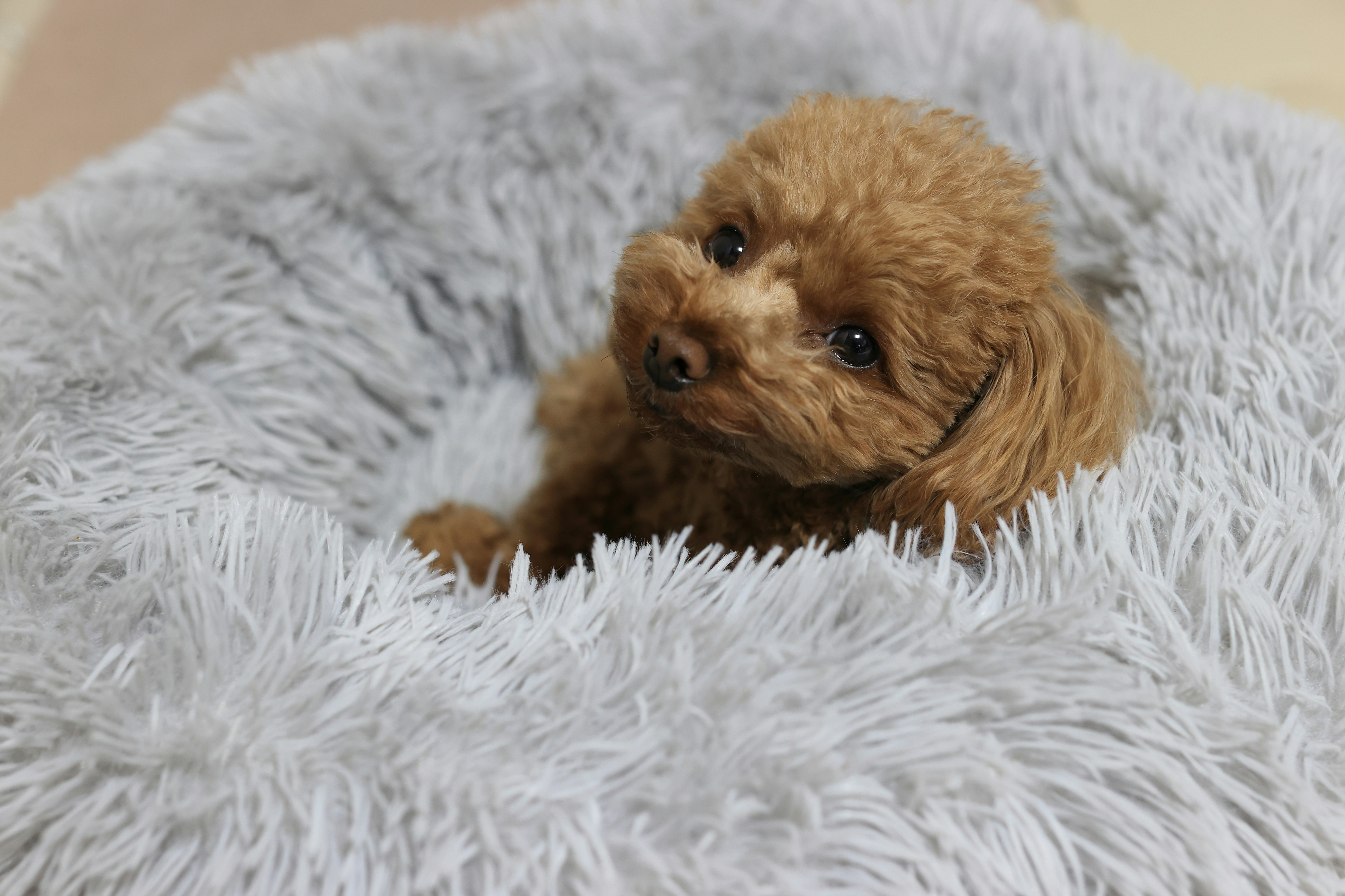 蓬鬆床墊上休息的玩具貴賓犬