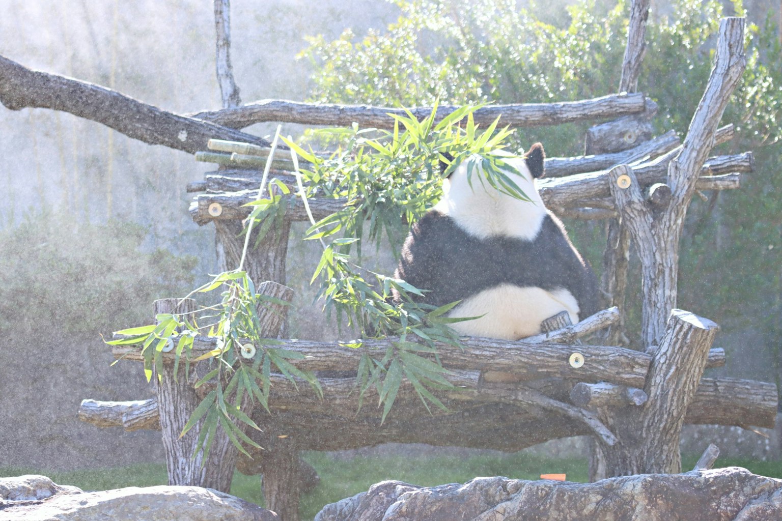 Un panda sentado en una estructura de madera disfrutando de bambú