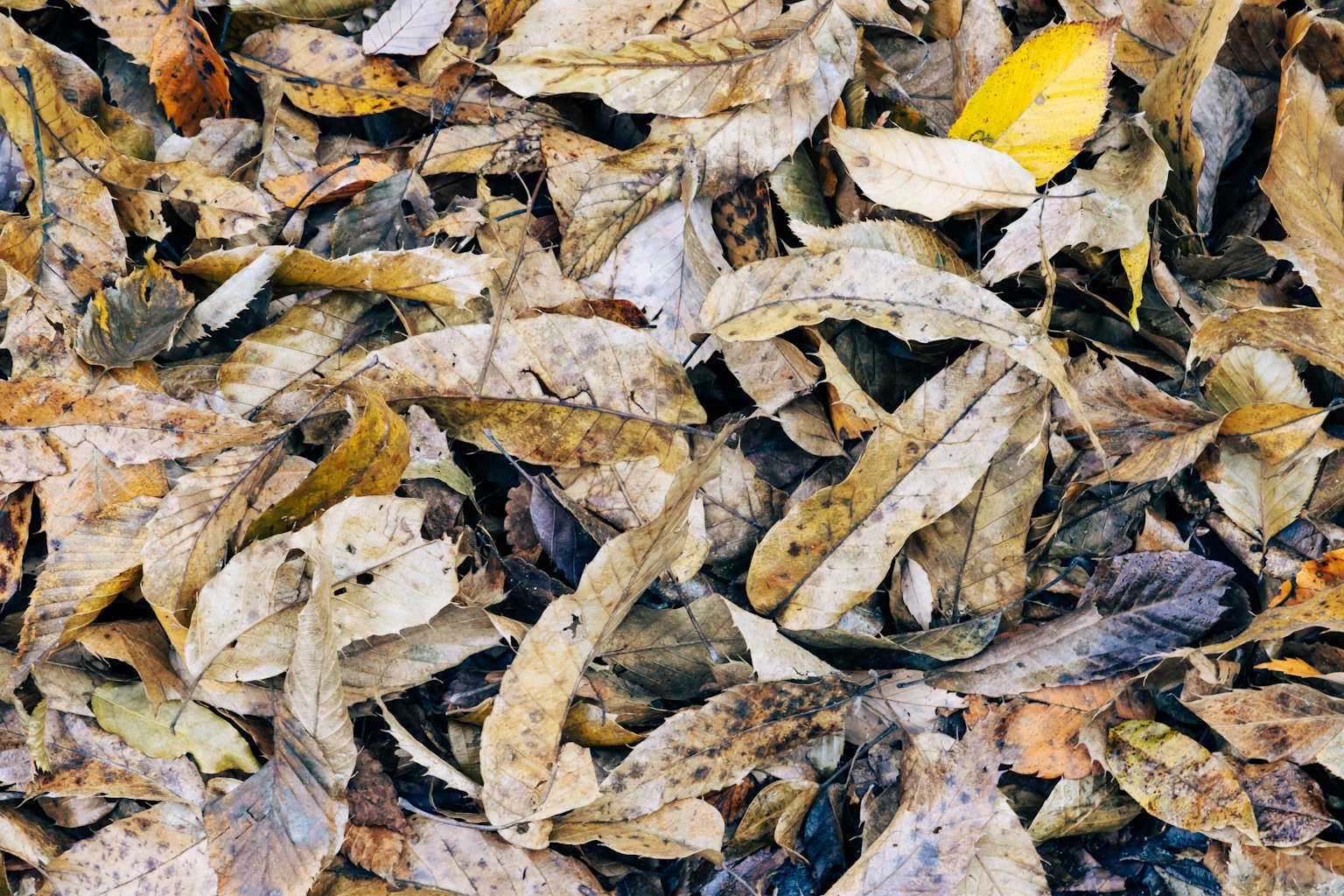 Kedekatan daun kering di tanah