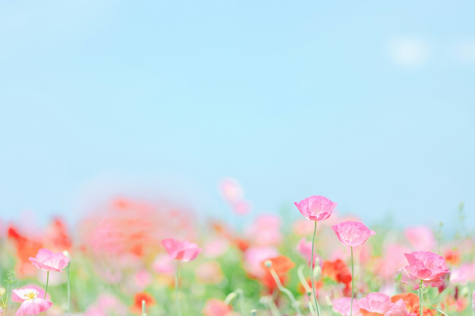 Colorful flower field blooming against a blue sky