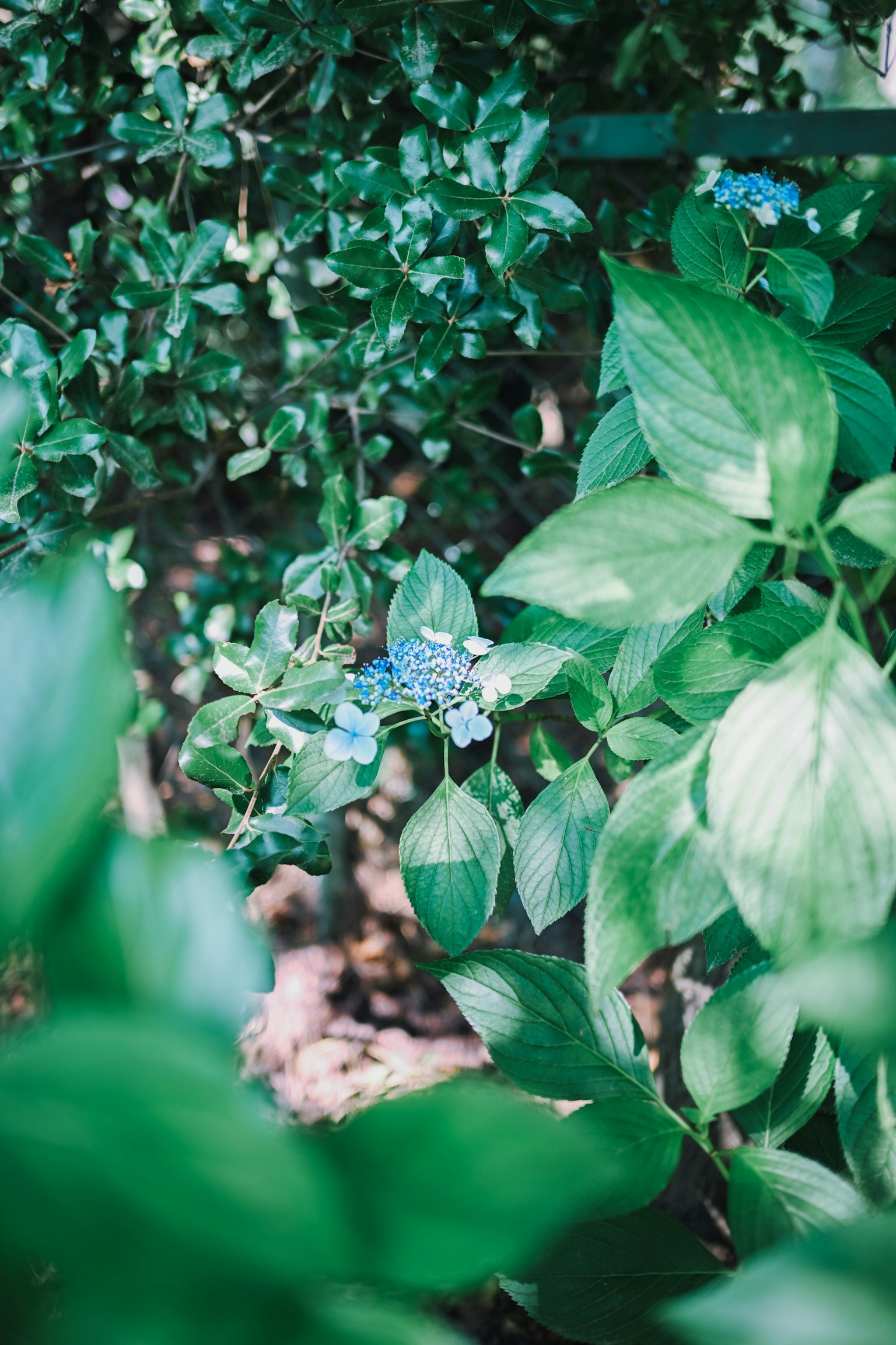 Eine Nahaufnahme von blauen Blumen zwischen üppigem grünem Laub