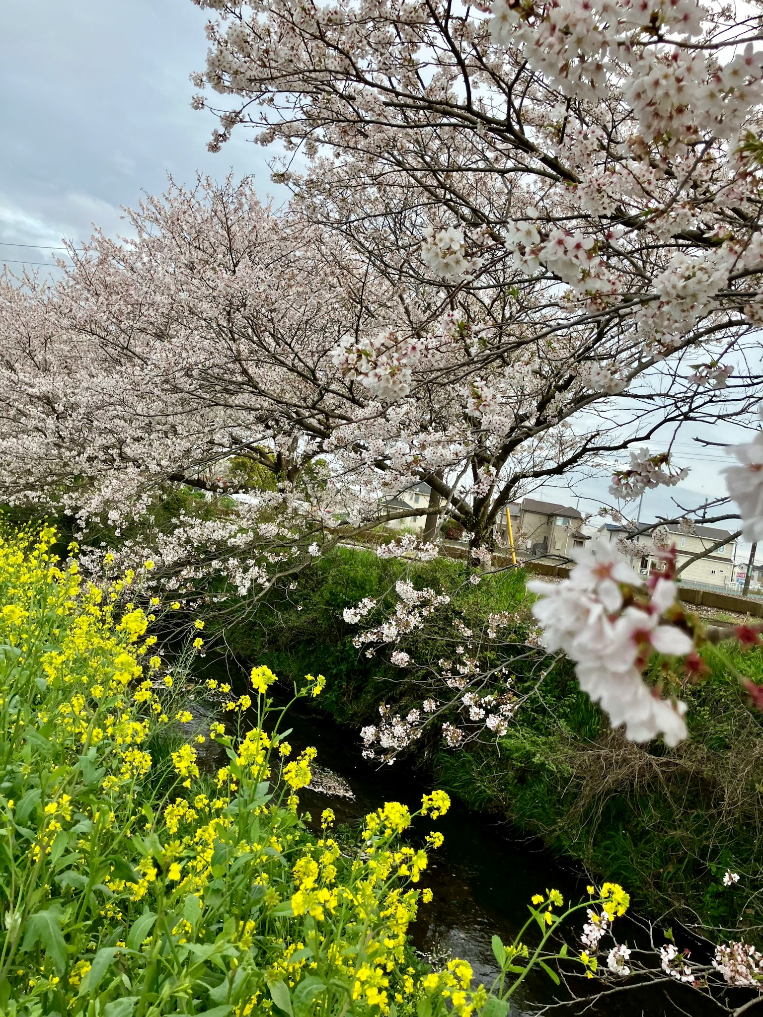 Alberi di ciliegio e fiori di colza in fiore
