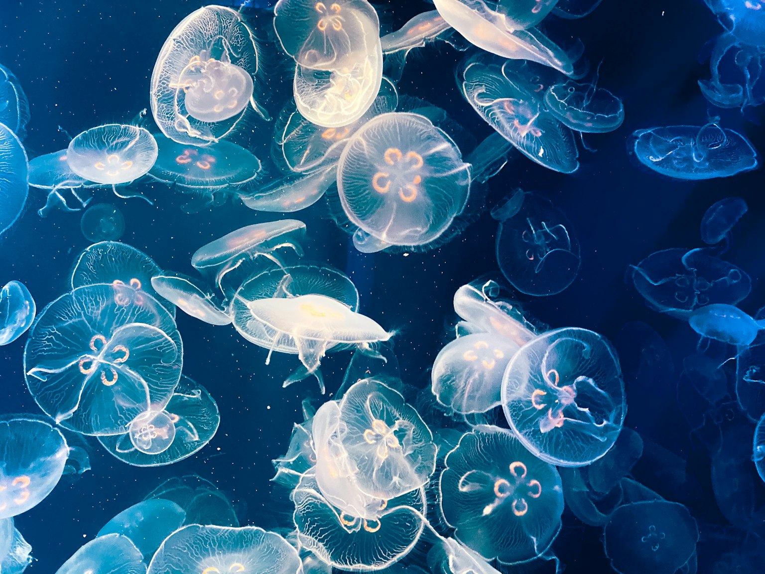 A cluster of transparent jellyfish floating in blue water