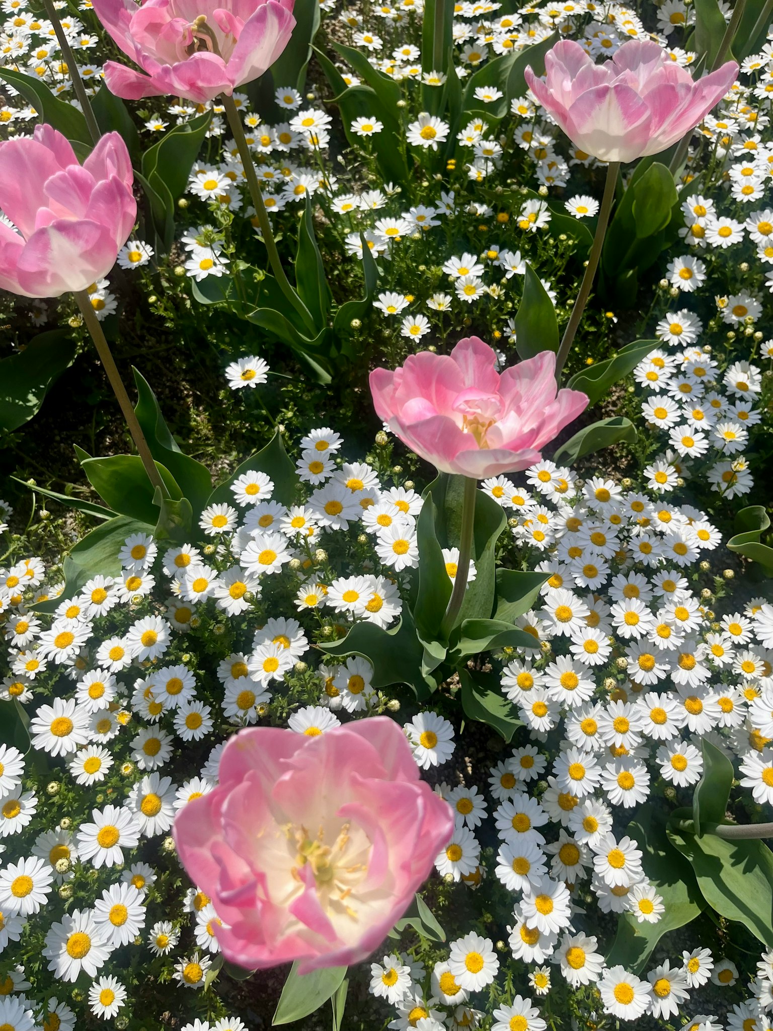 Cánh đồng tulip hồng và hoa cúc trắng đang nở rộ