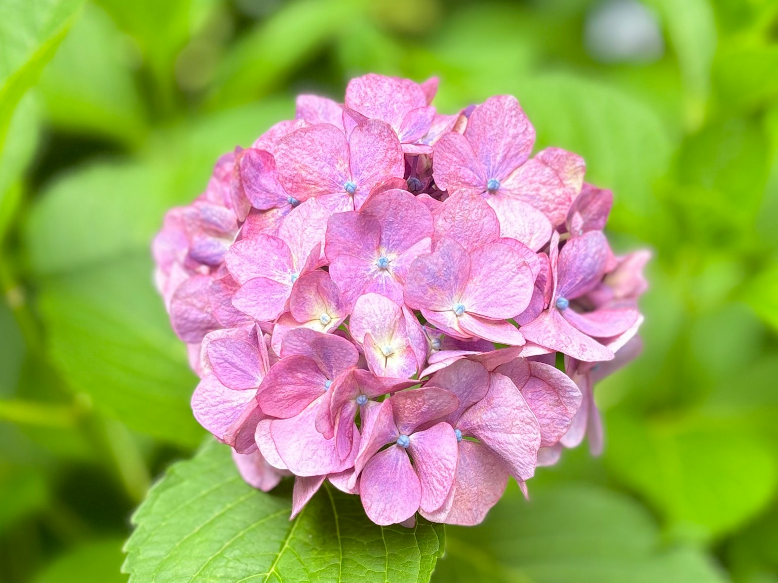 Bunga hydrangea merah muda mekar di antara daun hijau