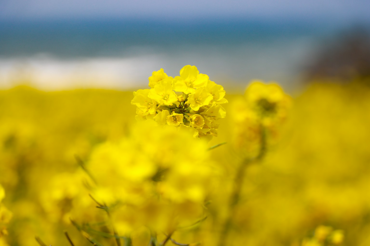 Campo de flores de colza amarillas con fondo borroso del océano