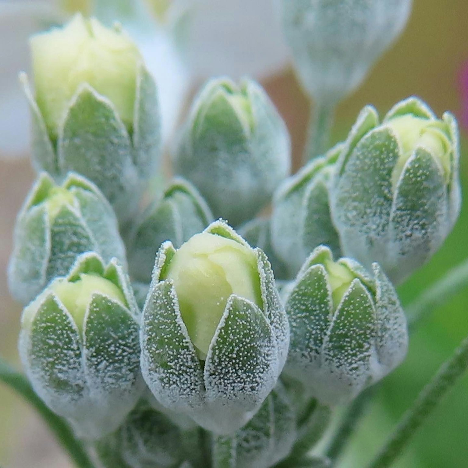 Close-up of flower buds with green petals and a frosty appearance