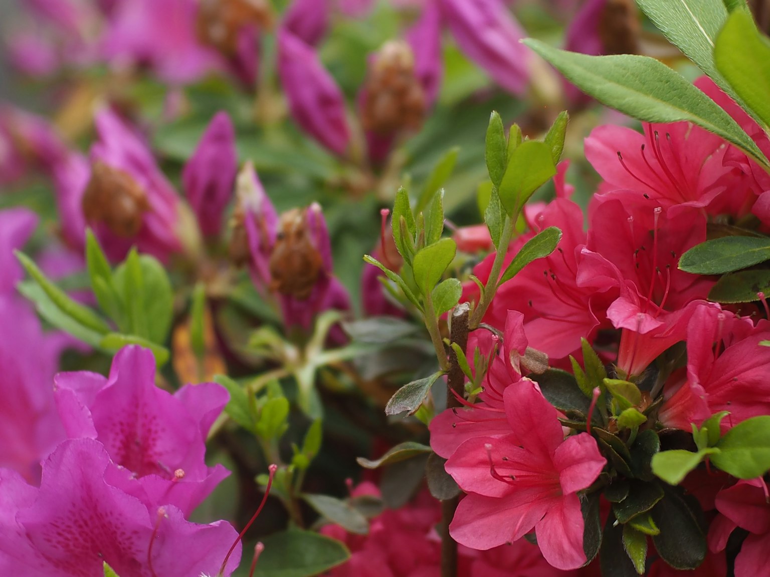 Close-up of vibrant azalea flowers in shades of pink and purple