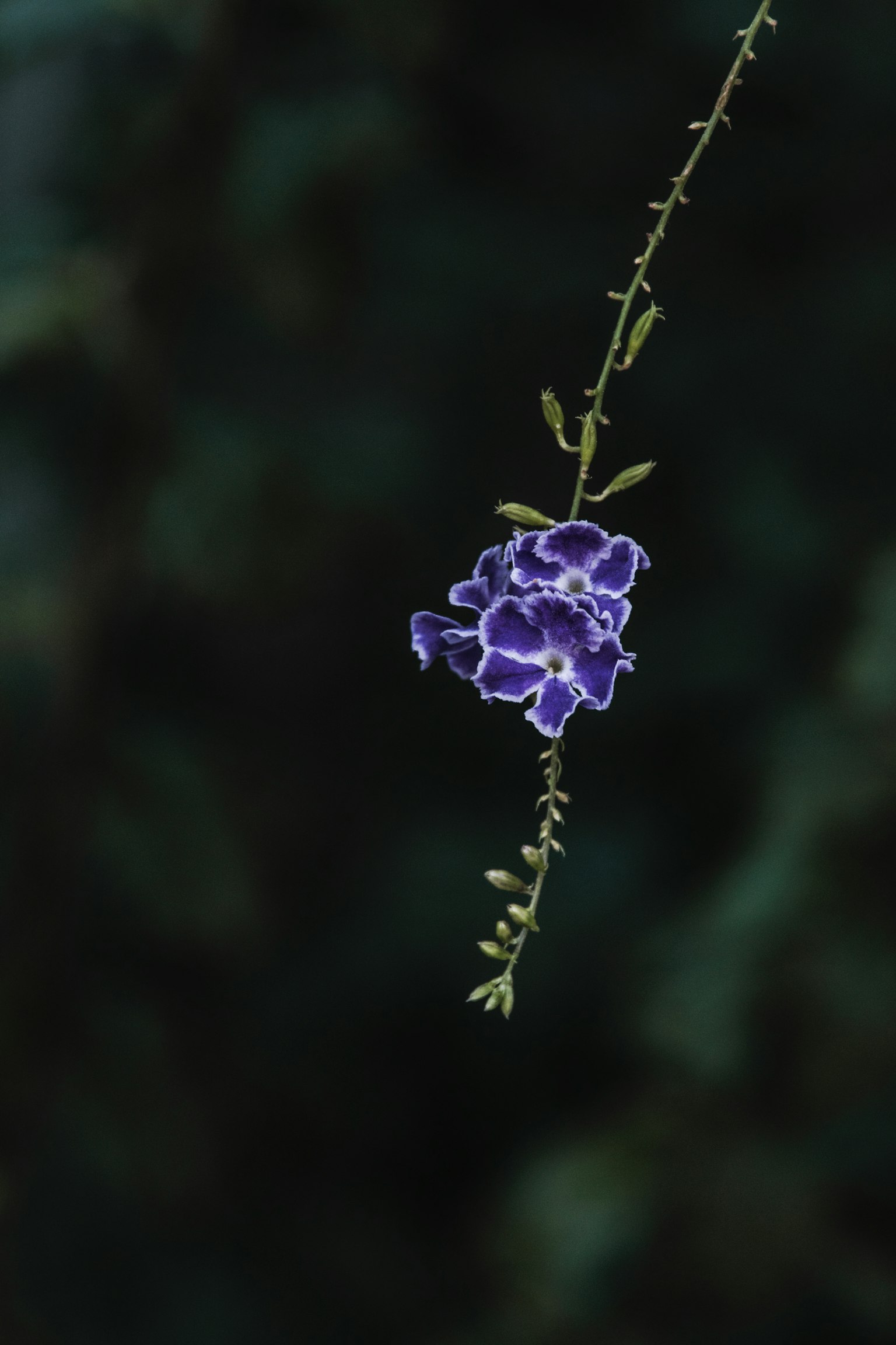 Une fleur violette suspendue sur un fond vert