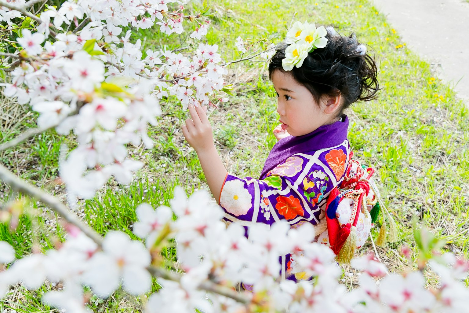 Fille en kimono jouant près des cerisiers en fleurs