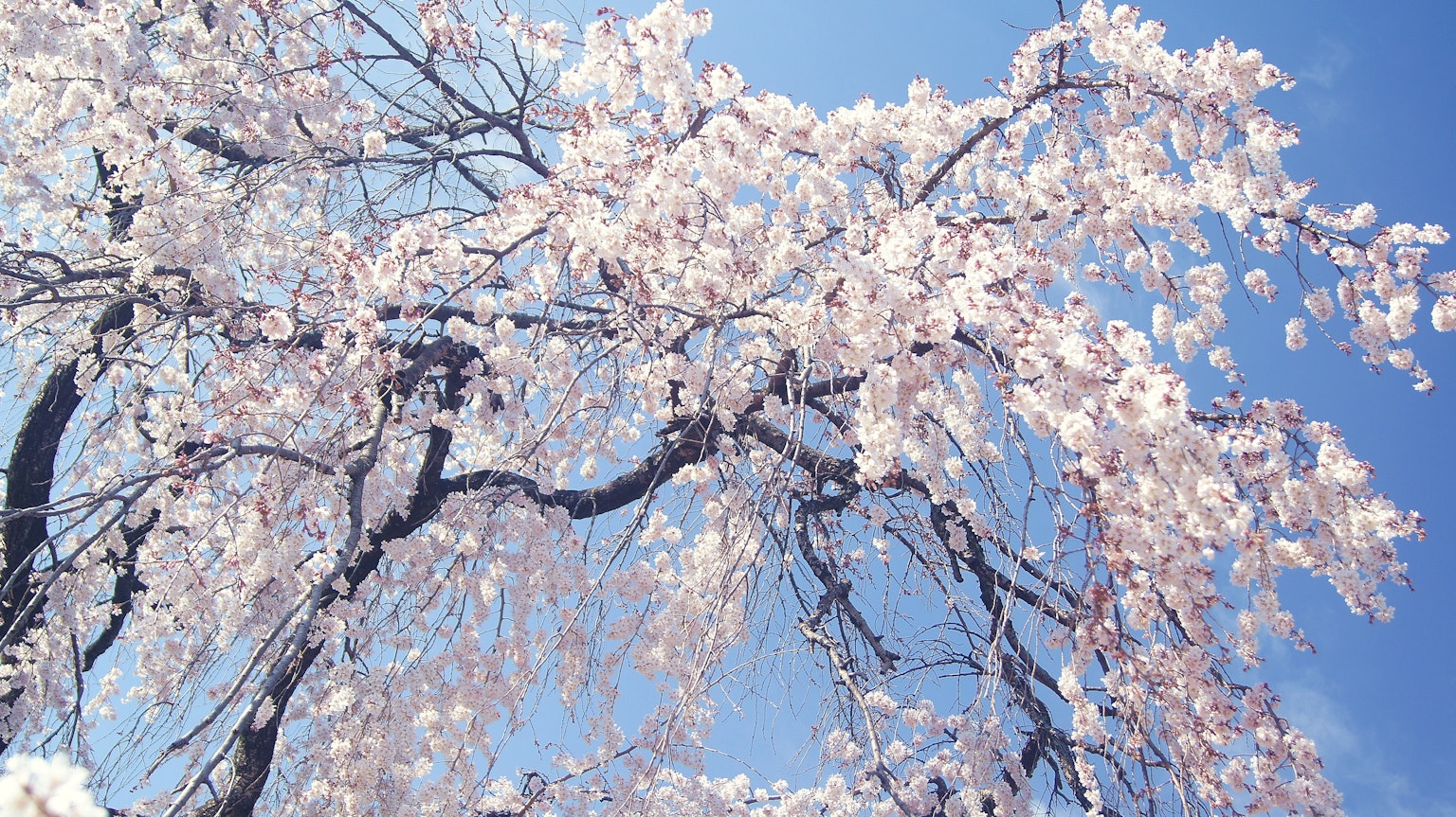 Rami di ciliegio in fiore sotto un cielo azzurro