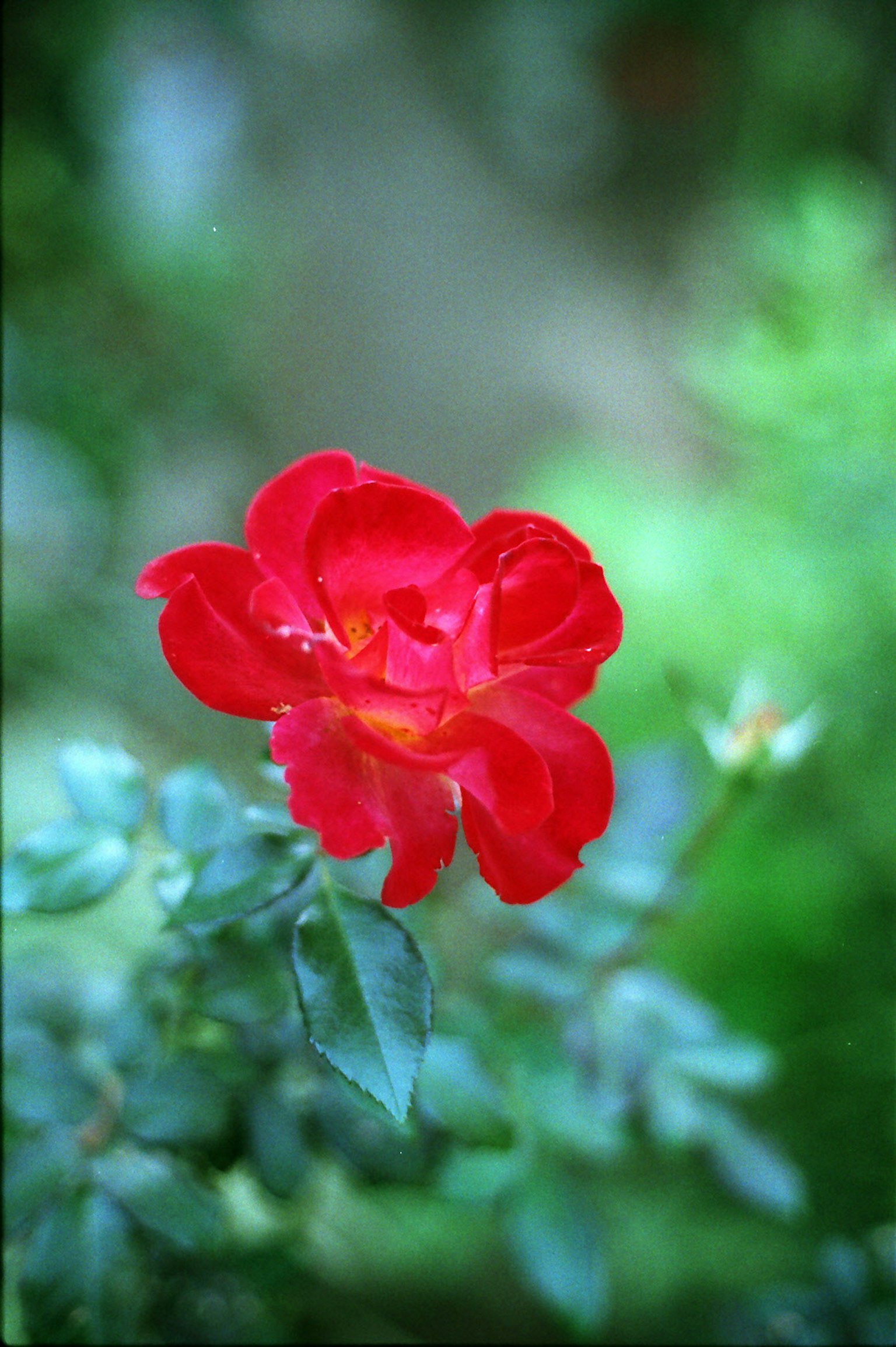 Red rose flower with green leaves background
