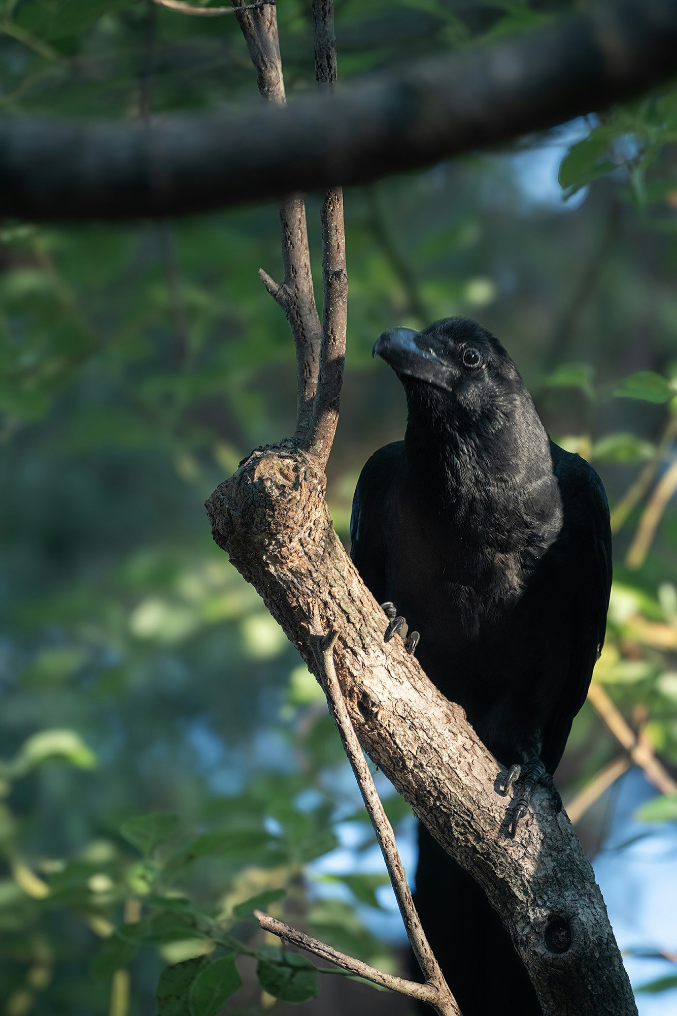 schwarzer Vogel auf einem Ast