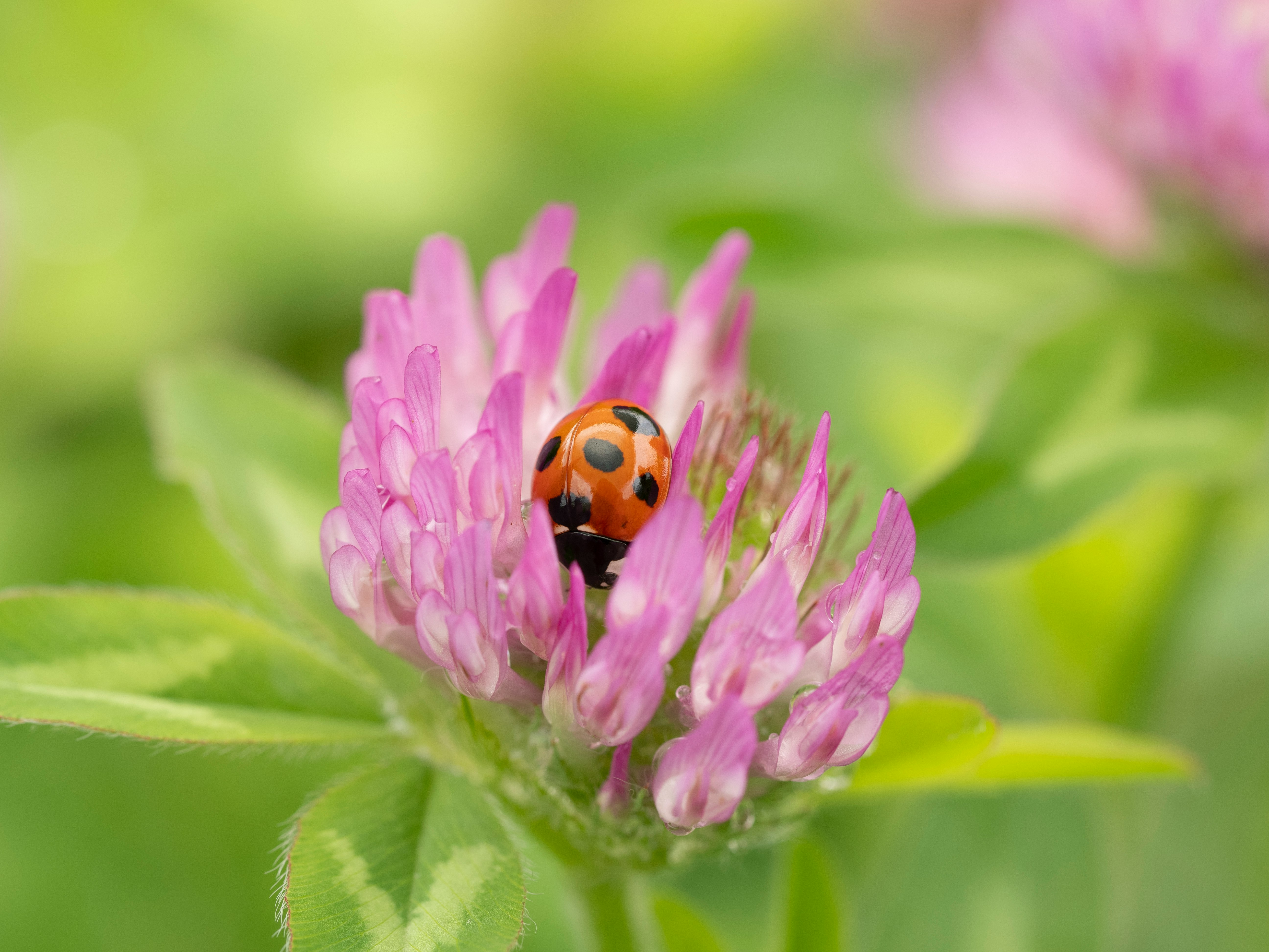 ムラサキツメクサに潜るナナホシテントウの昆虫