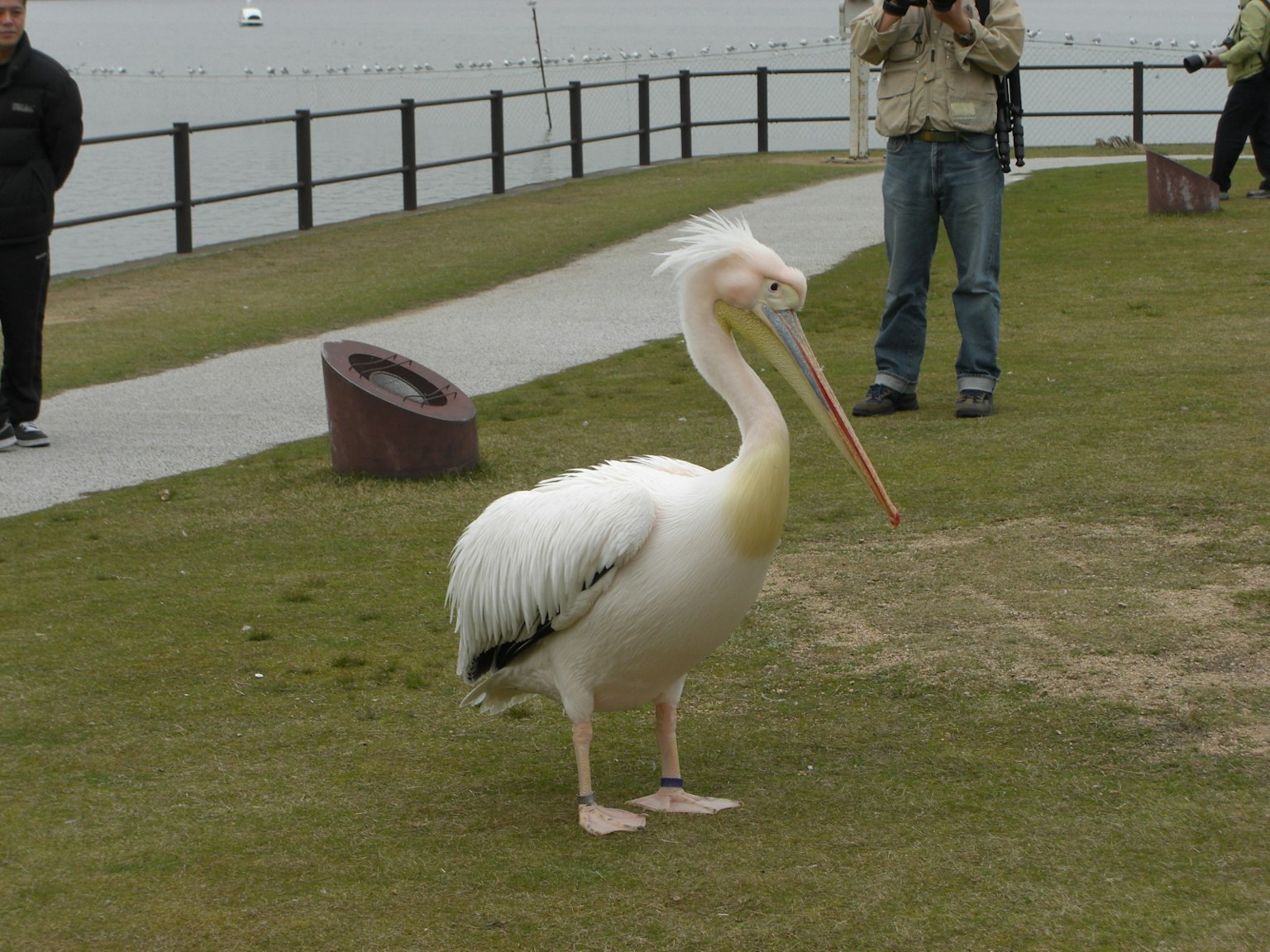 A white pelican standing on grass with spectators in the background