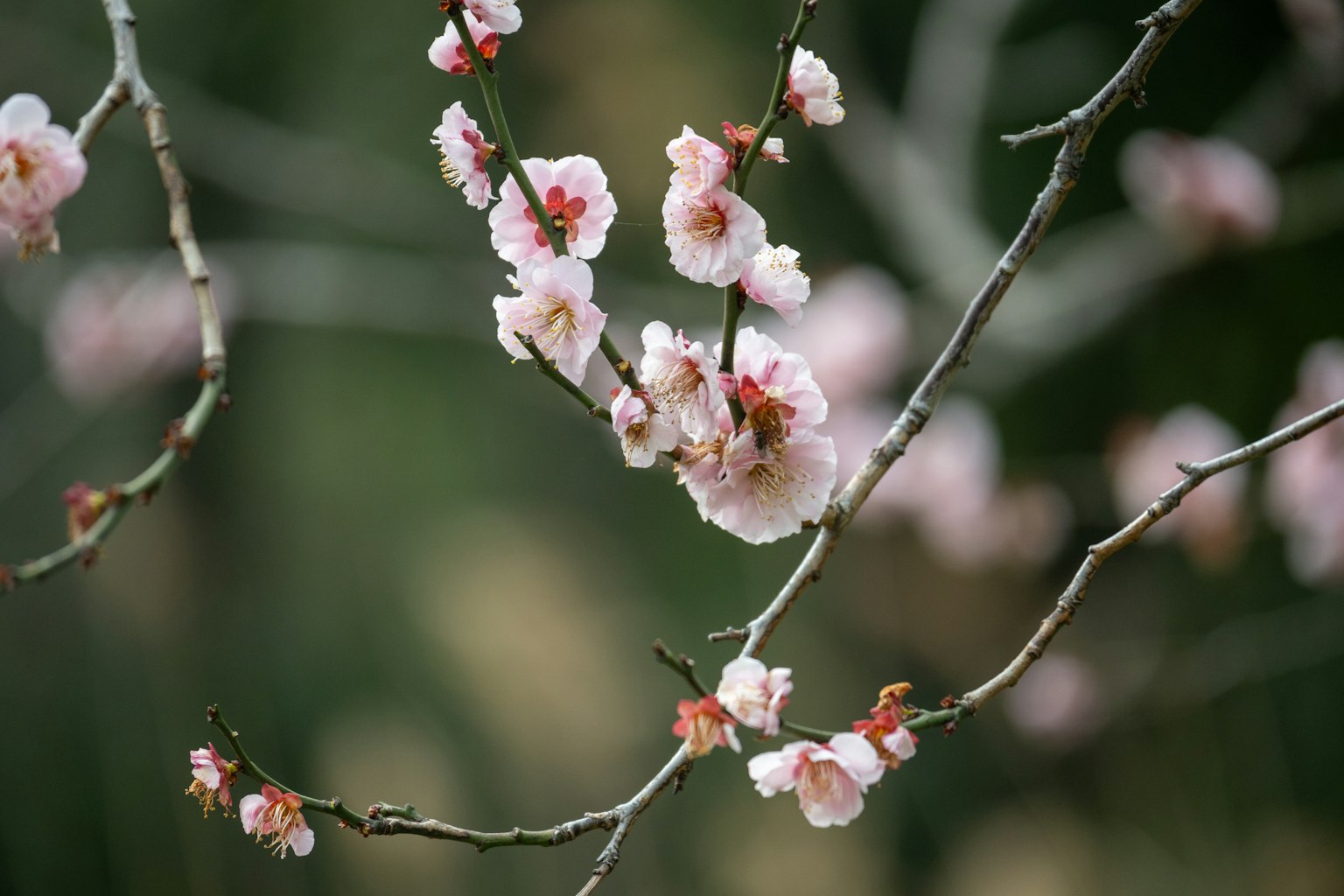Nahaufnahme von Zweigen mit zarten rosa Blüten