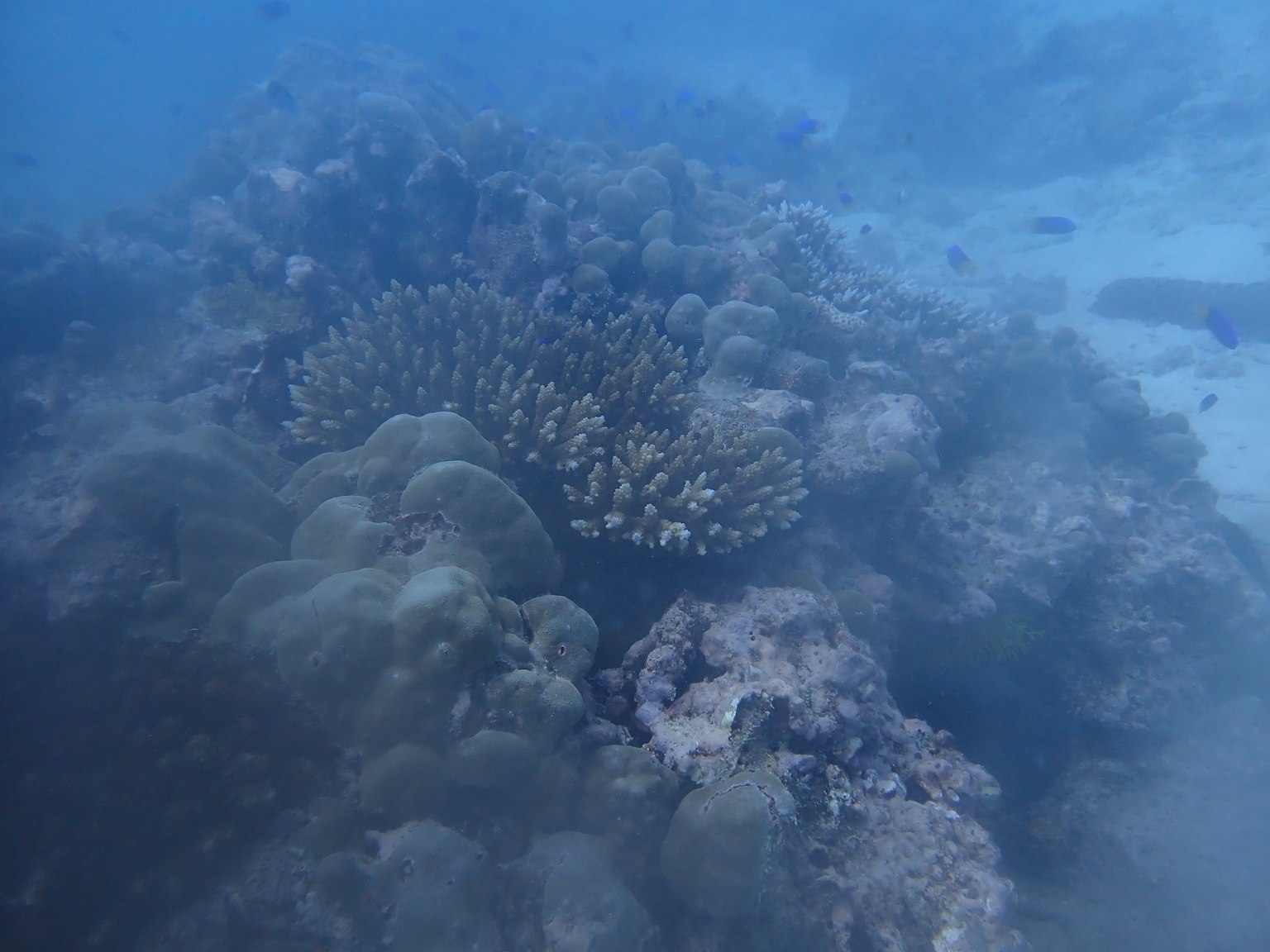 Scène sous-marine montrant un récif corallien et des algues dans l'eau bleue