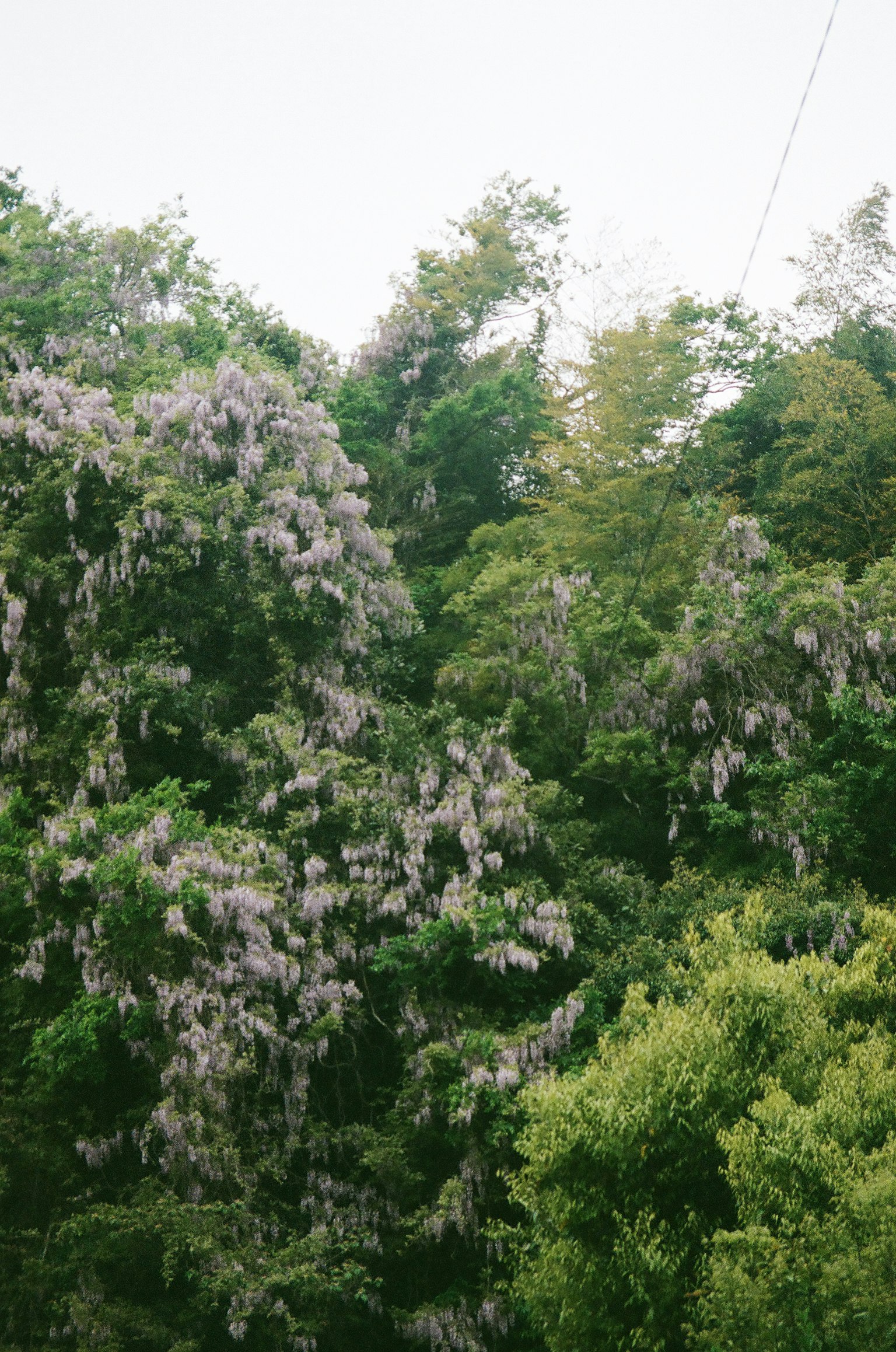Lush greenery with purple flowering plants