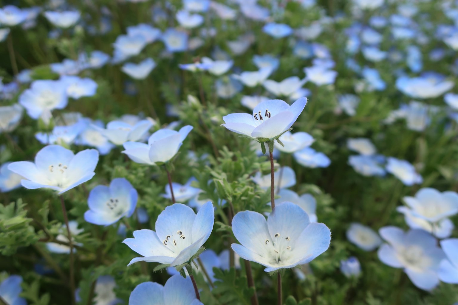 Un bellissimo paesaggio di fiori blu in fiore