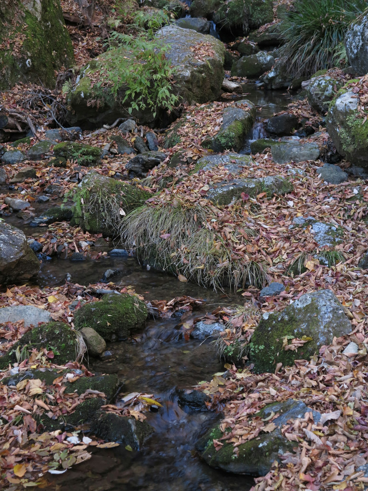 Un ruscello circondato da rocce e foglie autunnali sparse